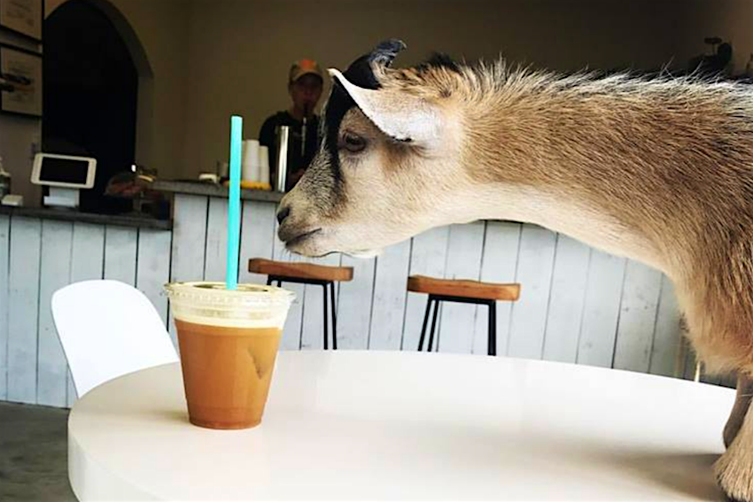 Travel News - Butters 1 Butters the goat is the mascot of the Civil Goat Coffee Co.