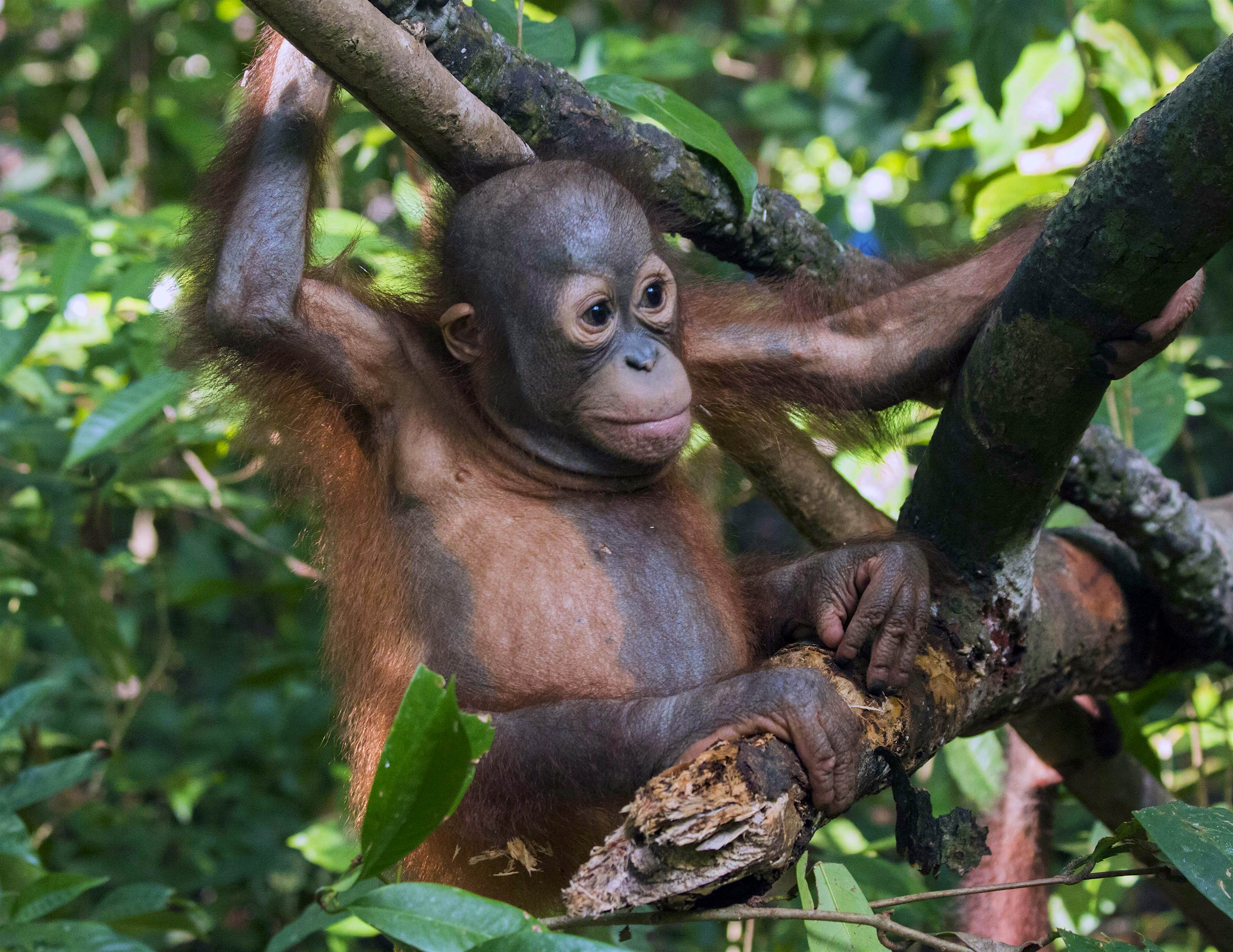Travel News - ORANGUTAN GRADUATE Didik the baby orangutan has graduated from preschool at his rescue sanctuary. Image: International Animal Rescue / Caters News