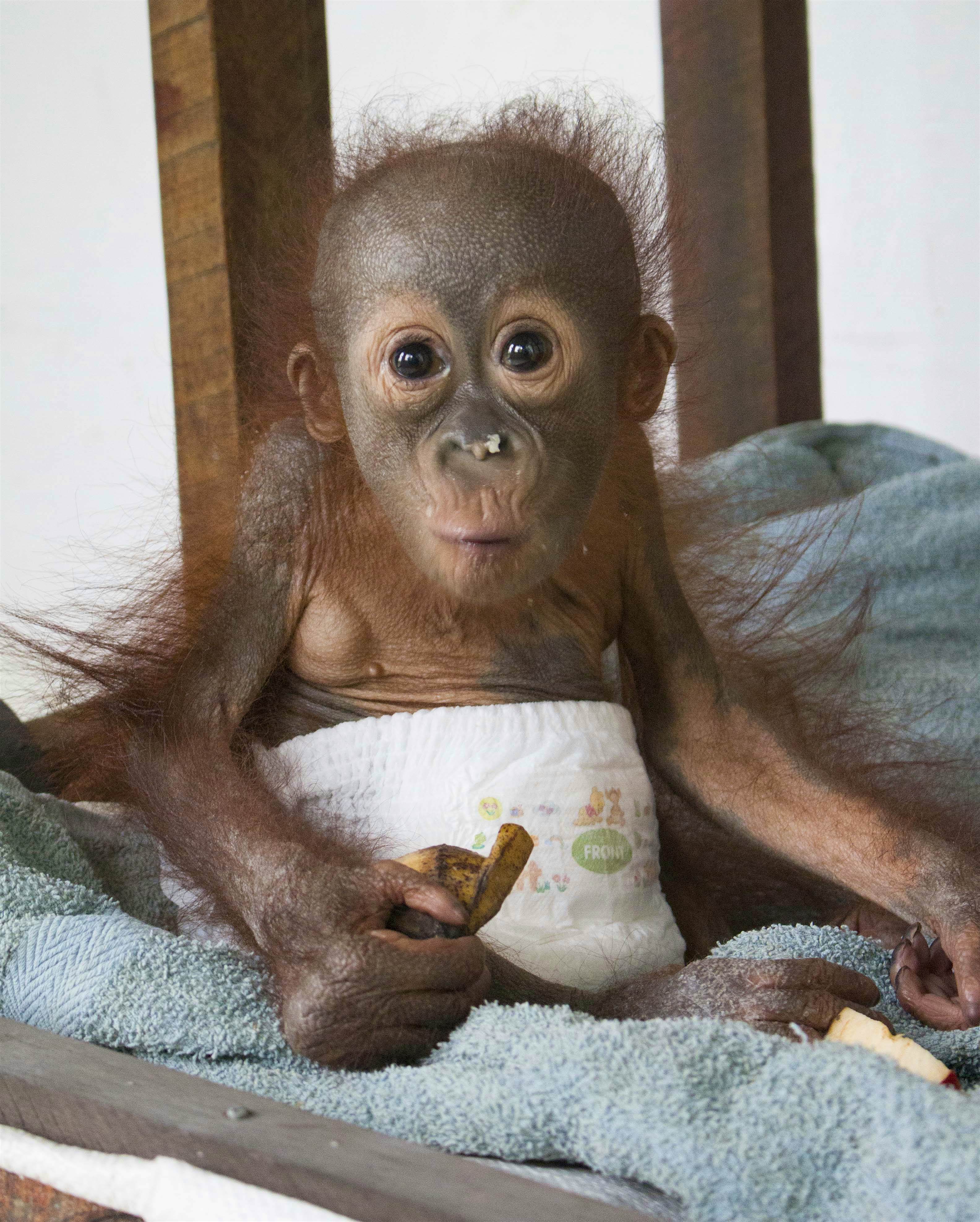 Travel News - ORANGUTAN GRADUATE Didik the baby orangutan has graduated from preschool at his rescue sanctuary. Image: International Animal Rescue / Caters News