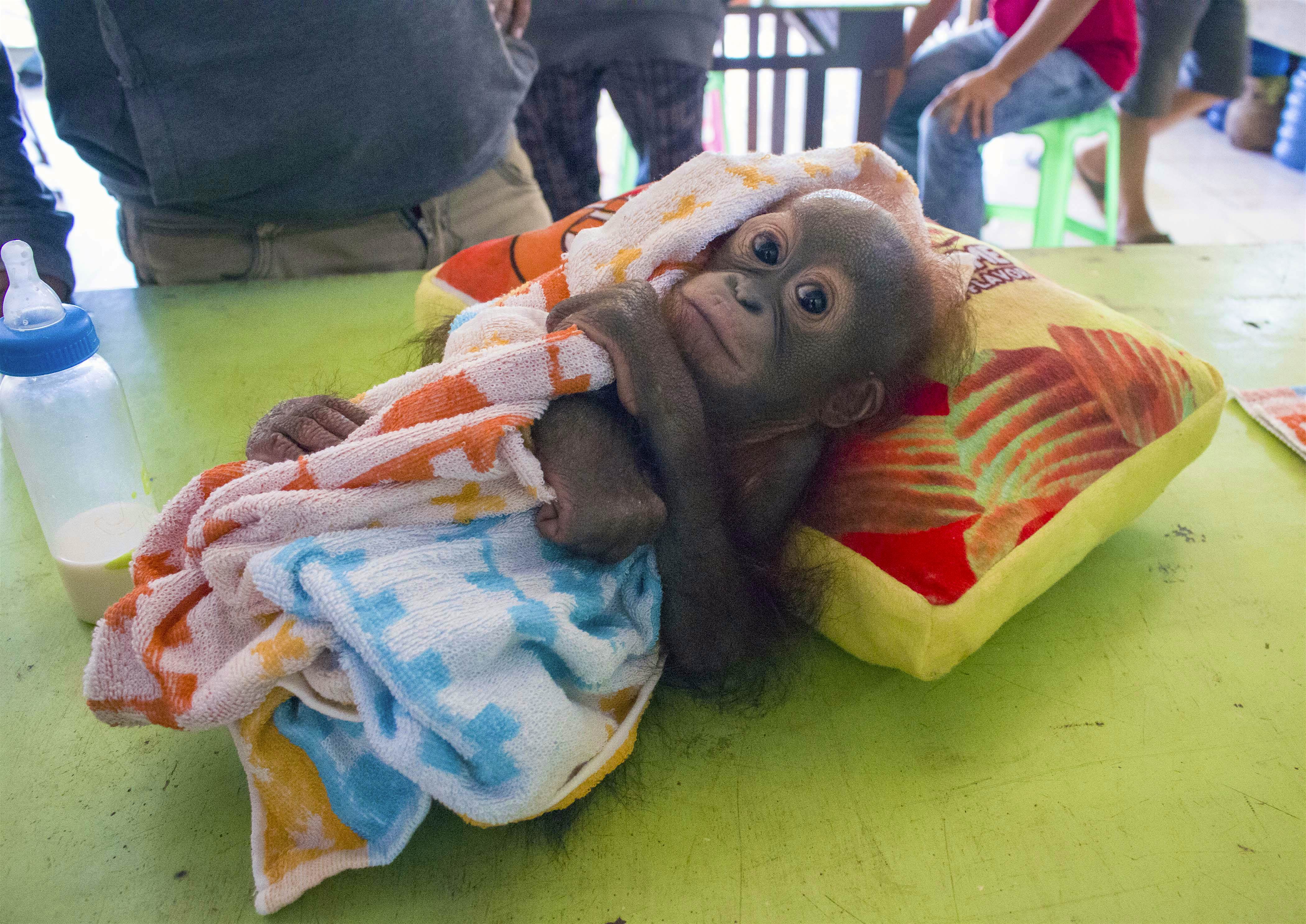 Travel News - ORANGUTAN GRADUATE Didik the baby orangutan has graduated from preschool at his rescue sanctuary. Image: International Animal Rescue / Caters News