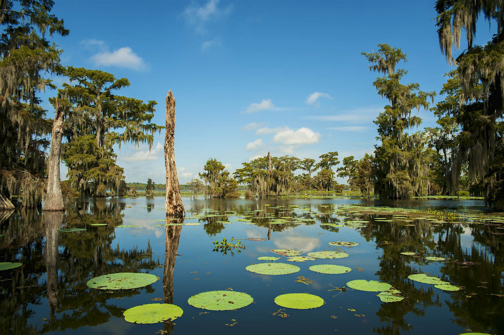 Travel News - USA, Louisiana, Swamp landscape Louisiana bayou.