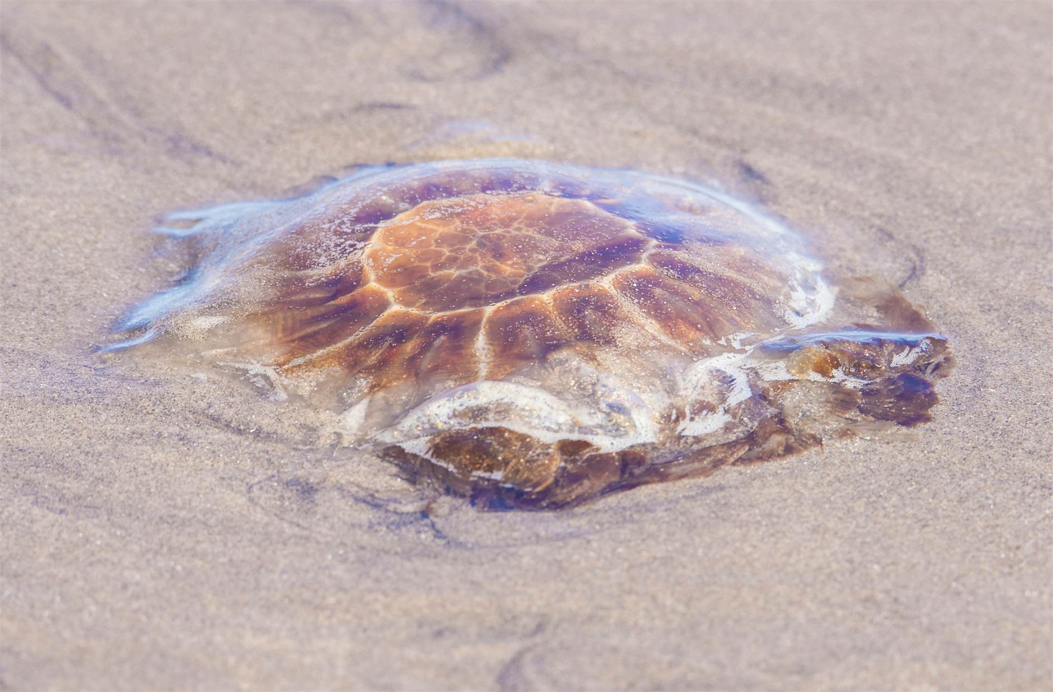 Travel News - Cyanea capillata - Lion's Mane Jellyfish A Lion's Mane jellyfish washed up in Scotland. Image: John Lawson, Belhaven