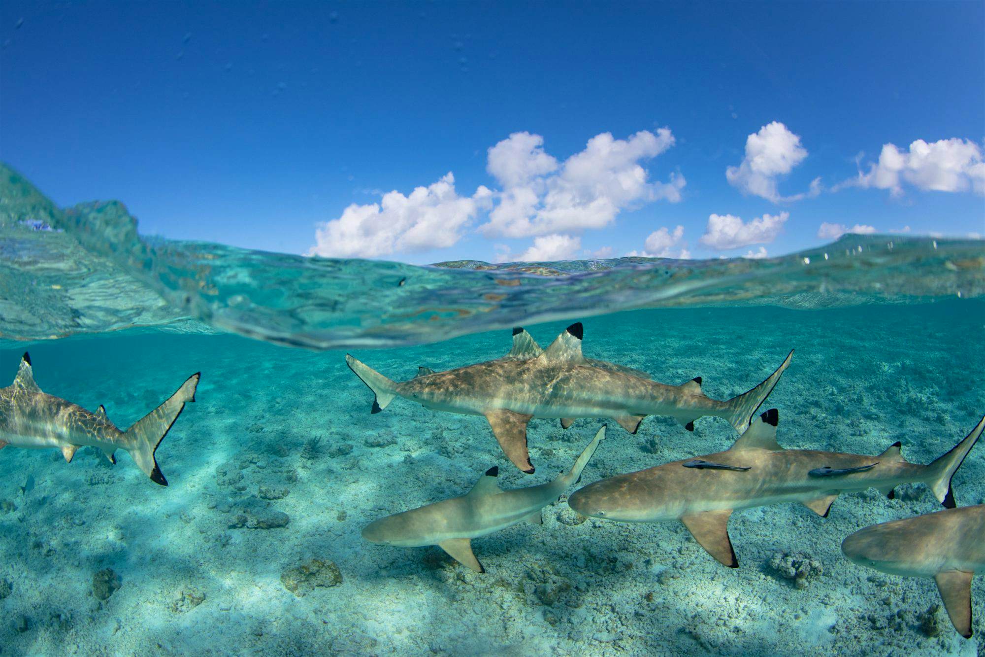 Travel News - Shark Swarm The Blacktip Reef sharks under the water in amazing over/underwater split shot.