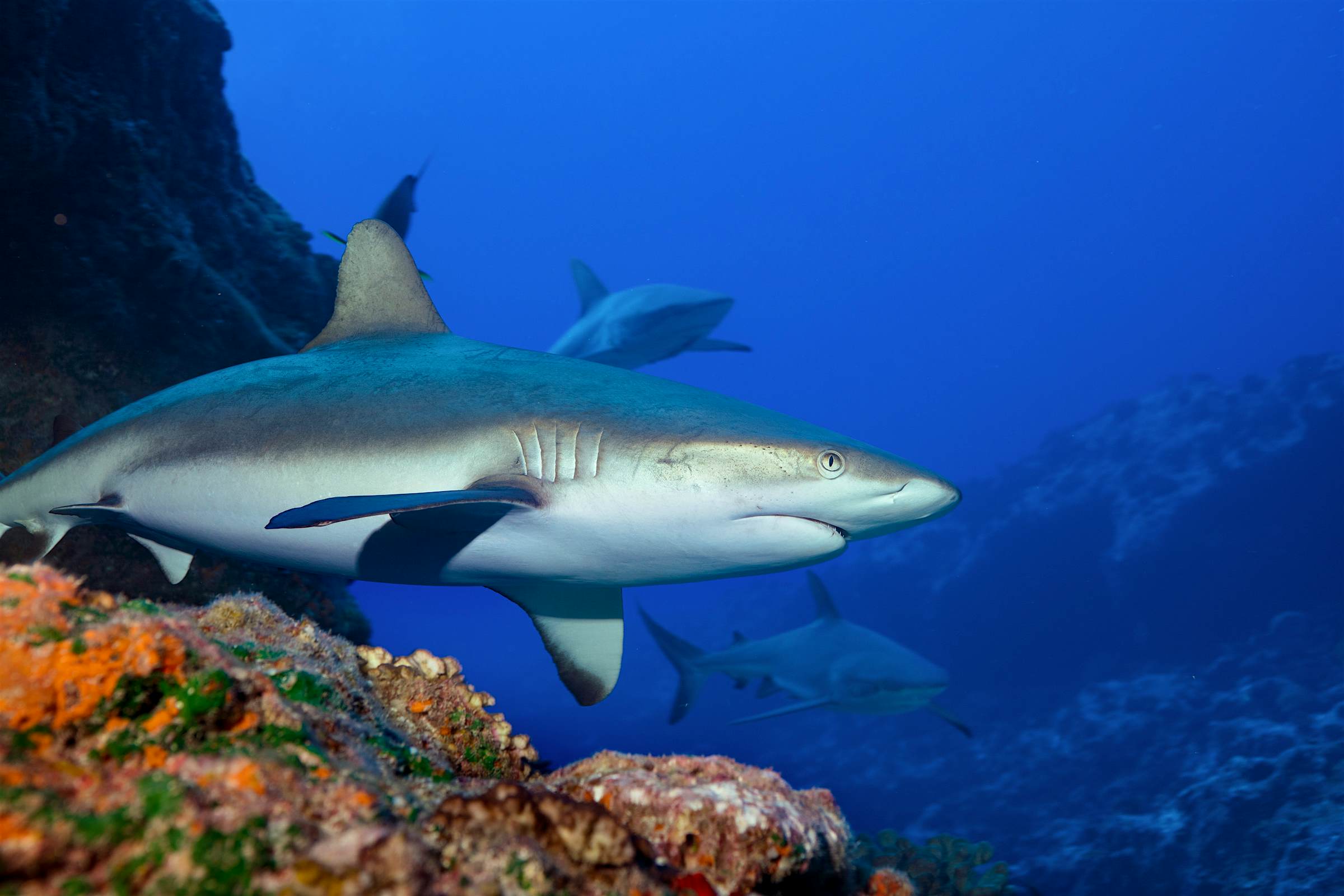Travel News - Shark Swarm The photographer was unharmed by the sharks.
