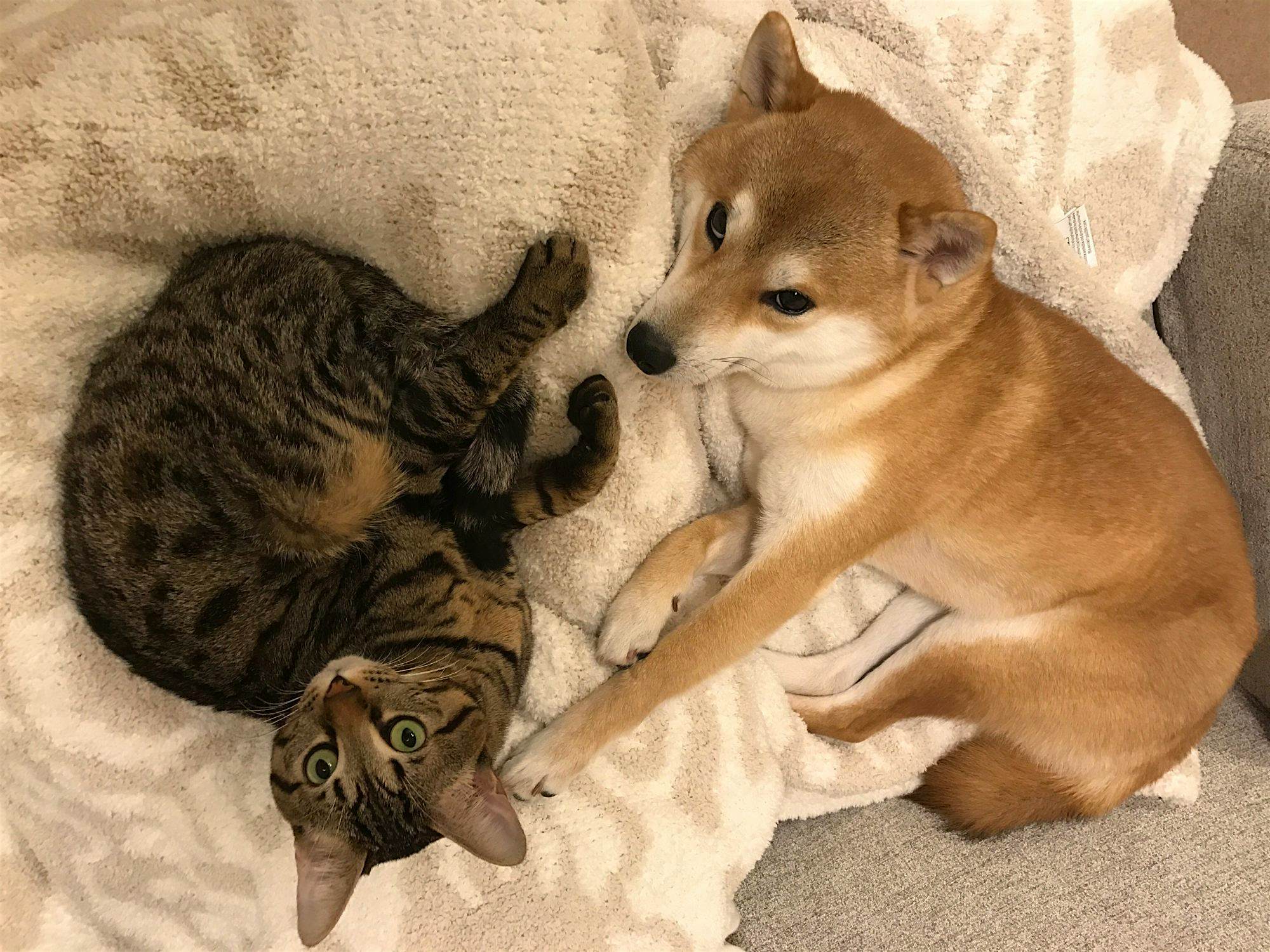 Travel News - Unlikely Friends The unlikely friends live in Tokyo, Japan with their owner, Aya Terada (36).