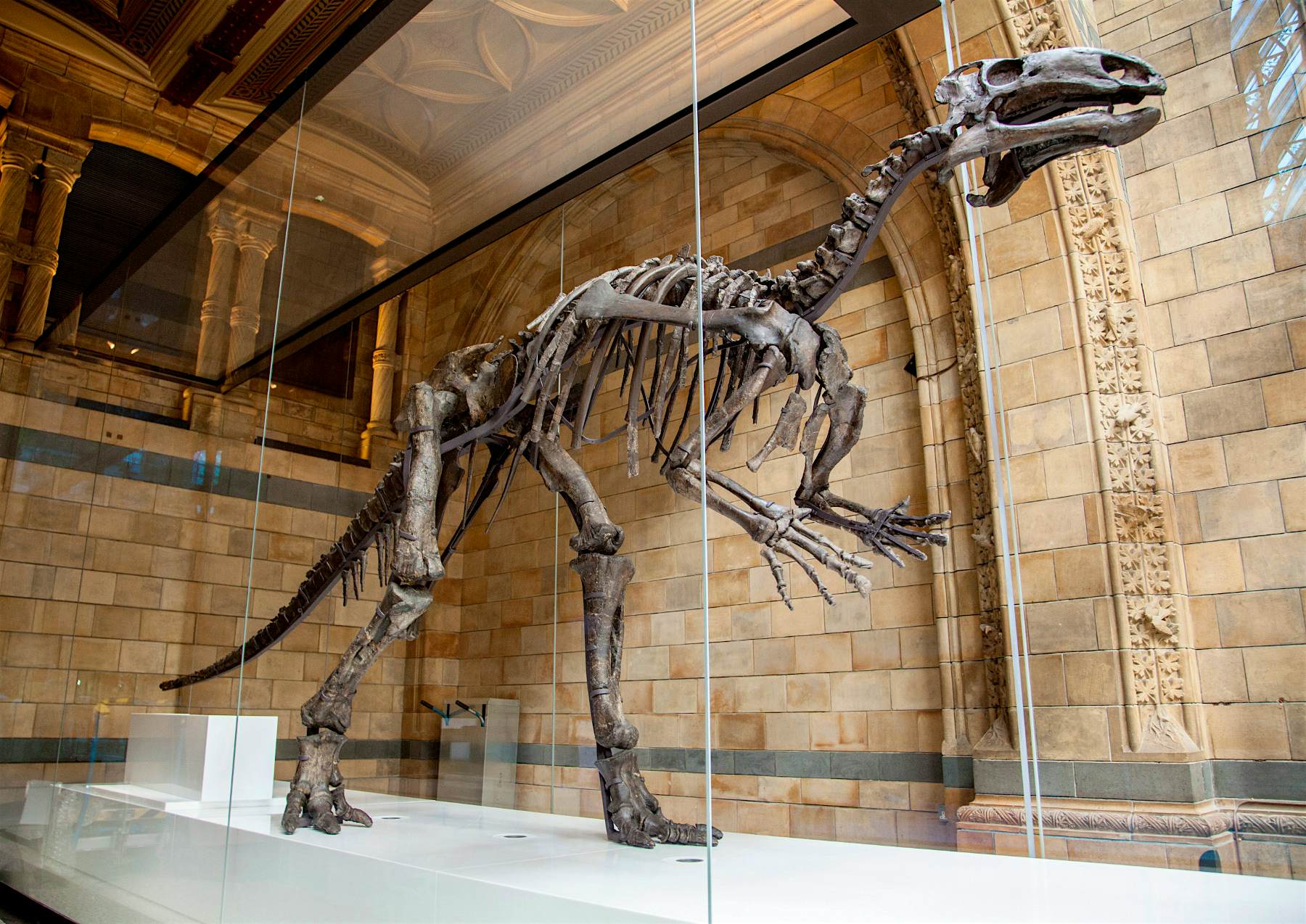 Travel News - Mantellisaurus NHM London This extinct dinosaur will also be on display in the Hall. Image by Trustees of NHM