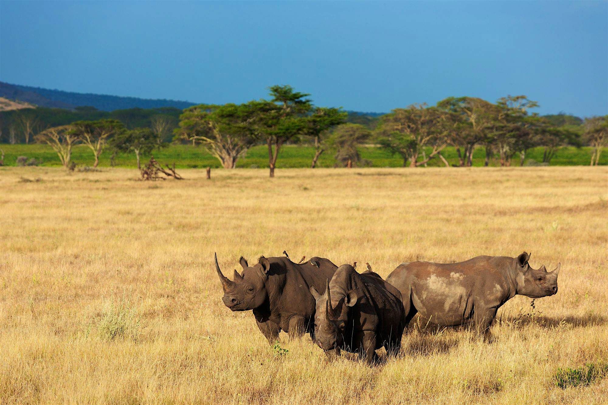 Travel News - Martin Harvey044 The Lewa Wildlife Conservancy in Kenya is home to 165 black and white rhinos.