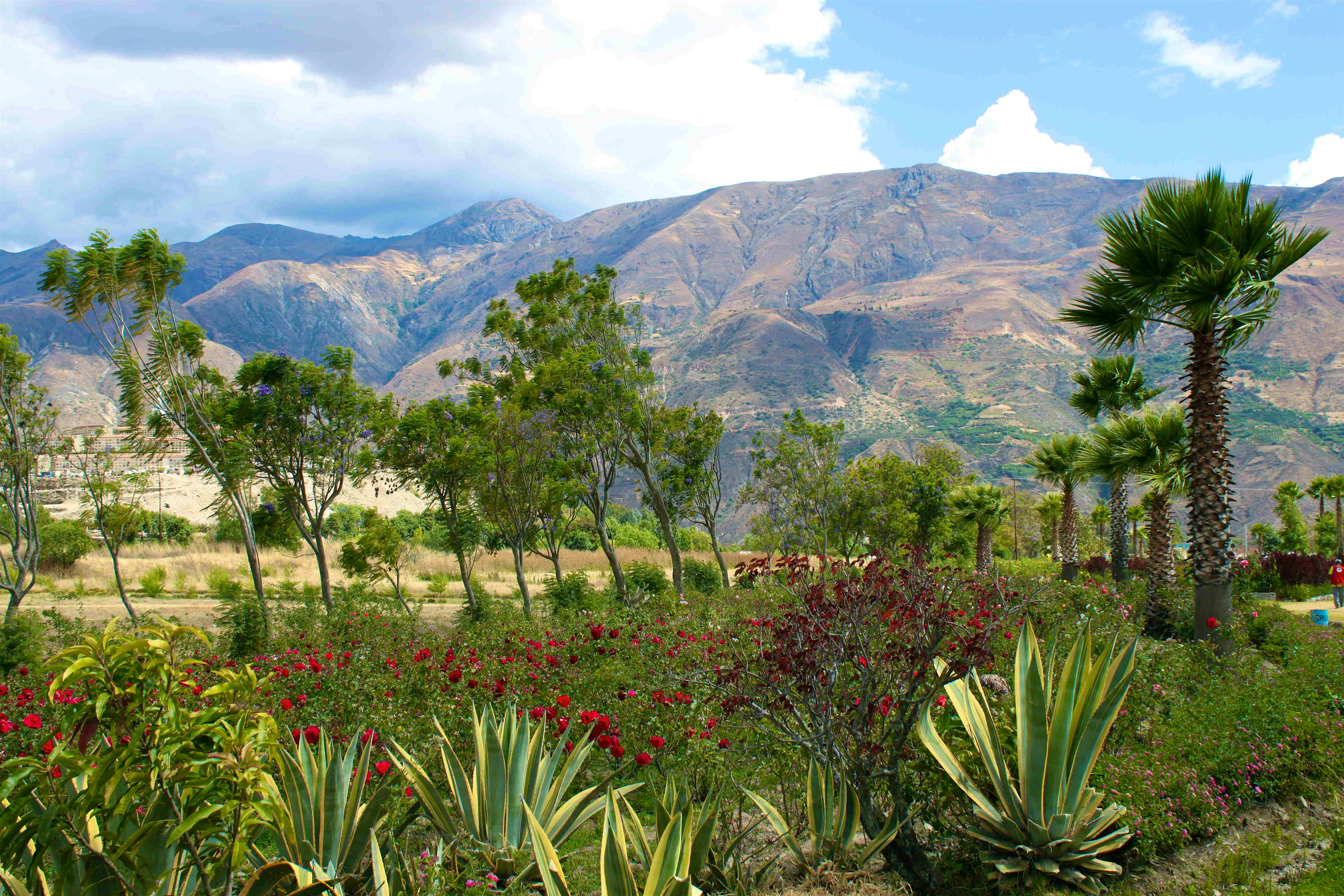 Travel News - Memorial rose bushes grow in Yungay Yungay with the Peruvian highlands in the background