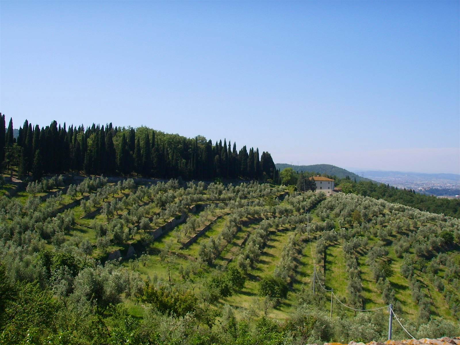 Travel News - Olive groves Tuscany's famous olive groves.