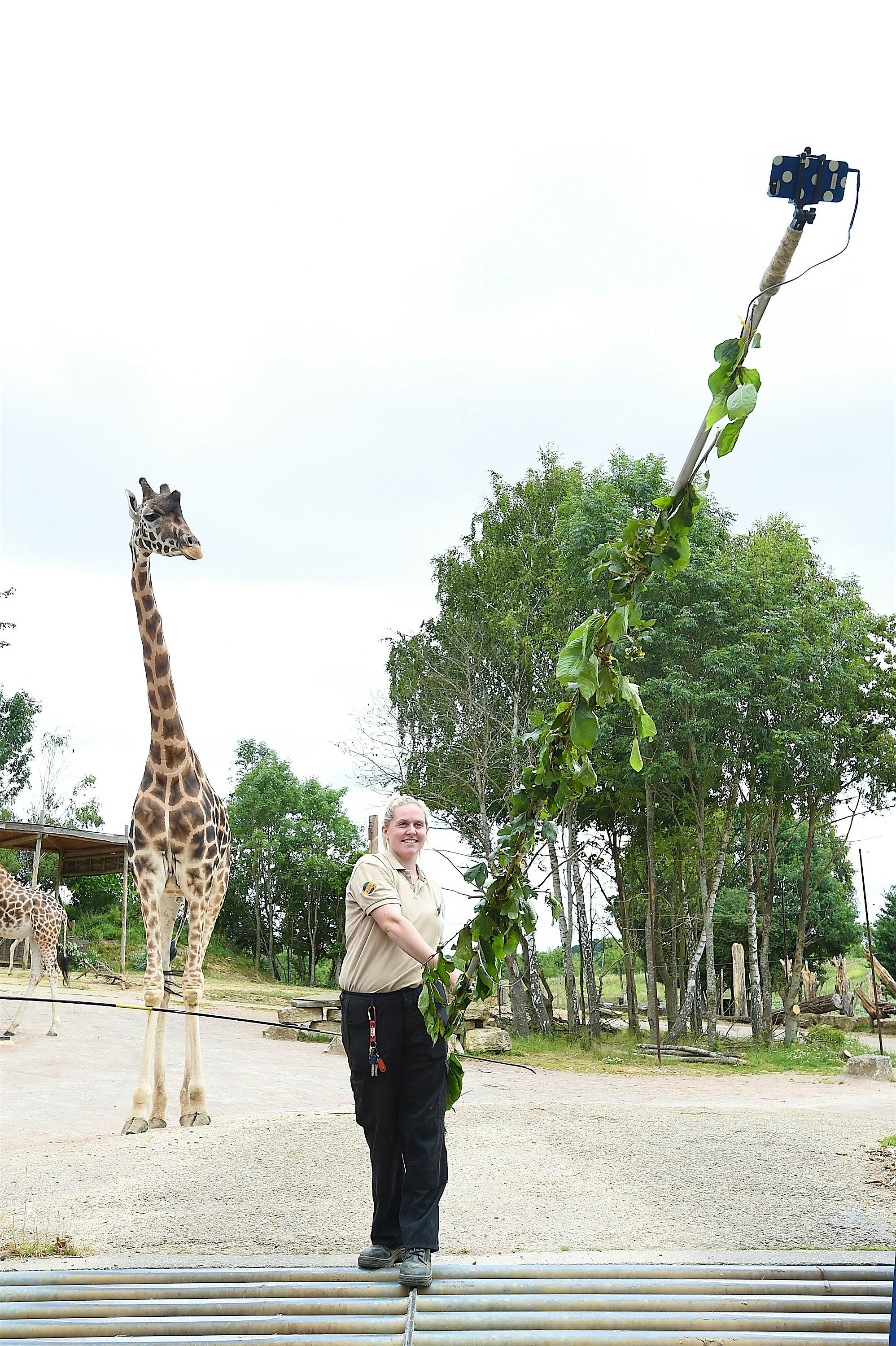 Travel News - Chessington Giraffe Go Wild For Neck-stra Long Selfie Stick A Chessington zoo keeper takes a selfie with a giraffe using a 6 metre long selfie stick. Image: Chessington World Of Adventures