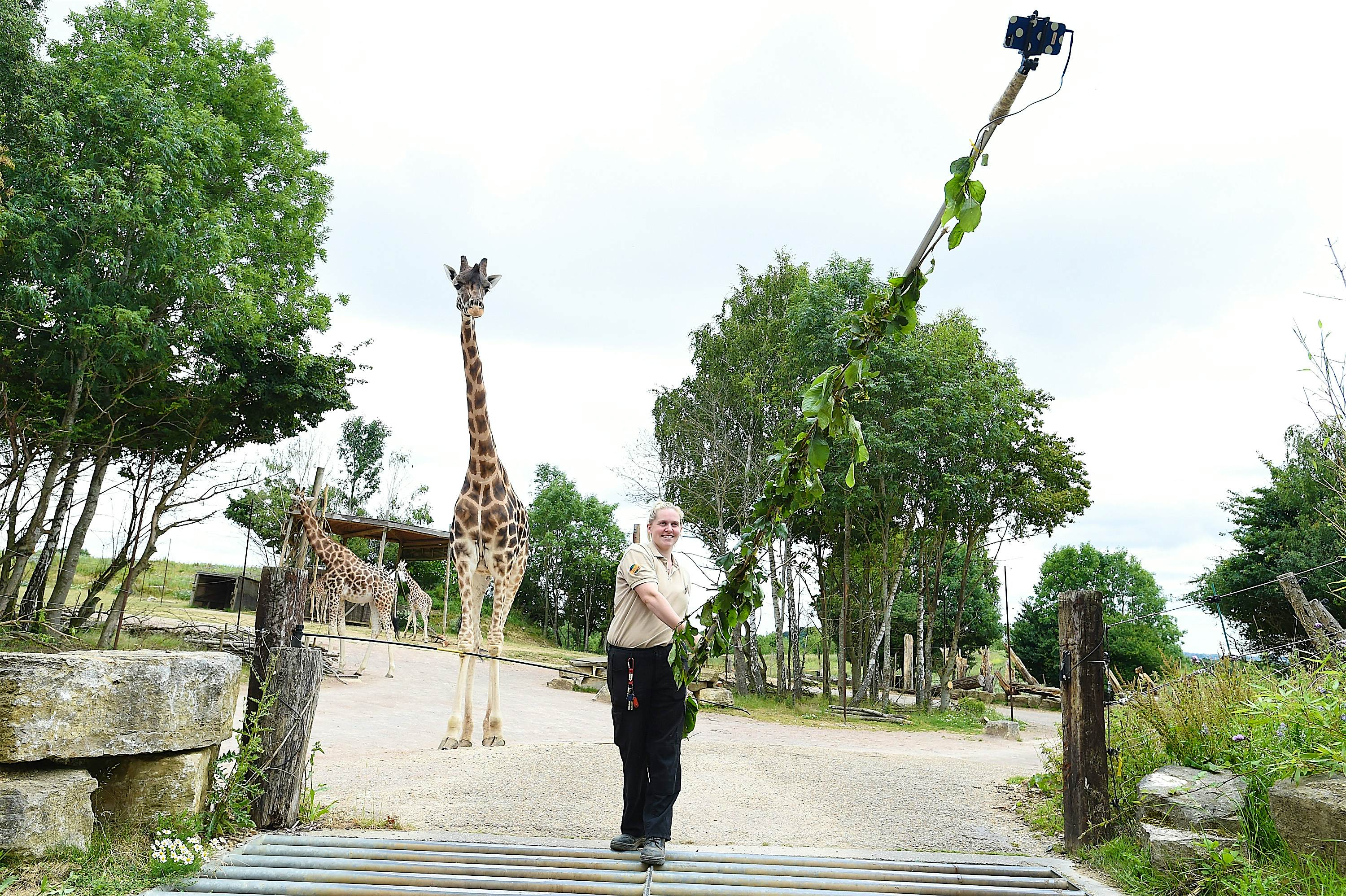 Travel News - Chessington Giraffe Go Wild For Neck-stra Long Selfie Stick A Chessington zookeeper takes a selfie with a giraffe using a 6 metre long selfie stick. Image: Chessington World of Adventures
