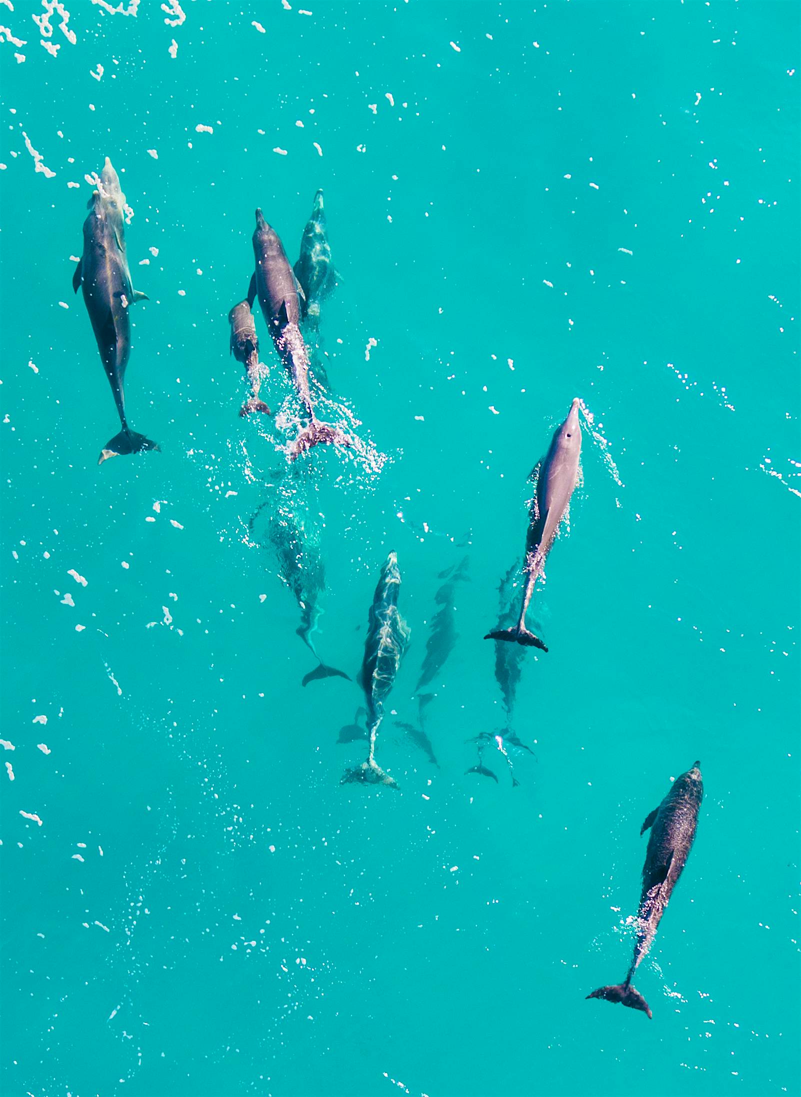 Travel News - Squad Goals (1 of 1) The southern white whale surrounded by dolphins.