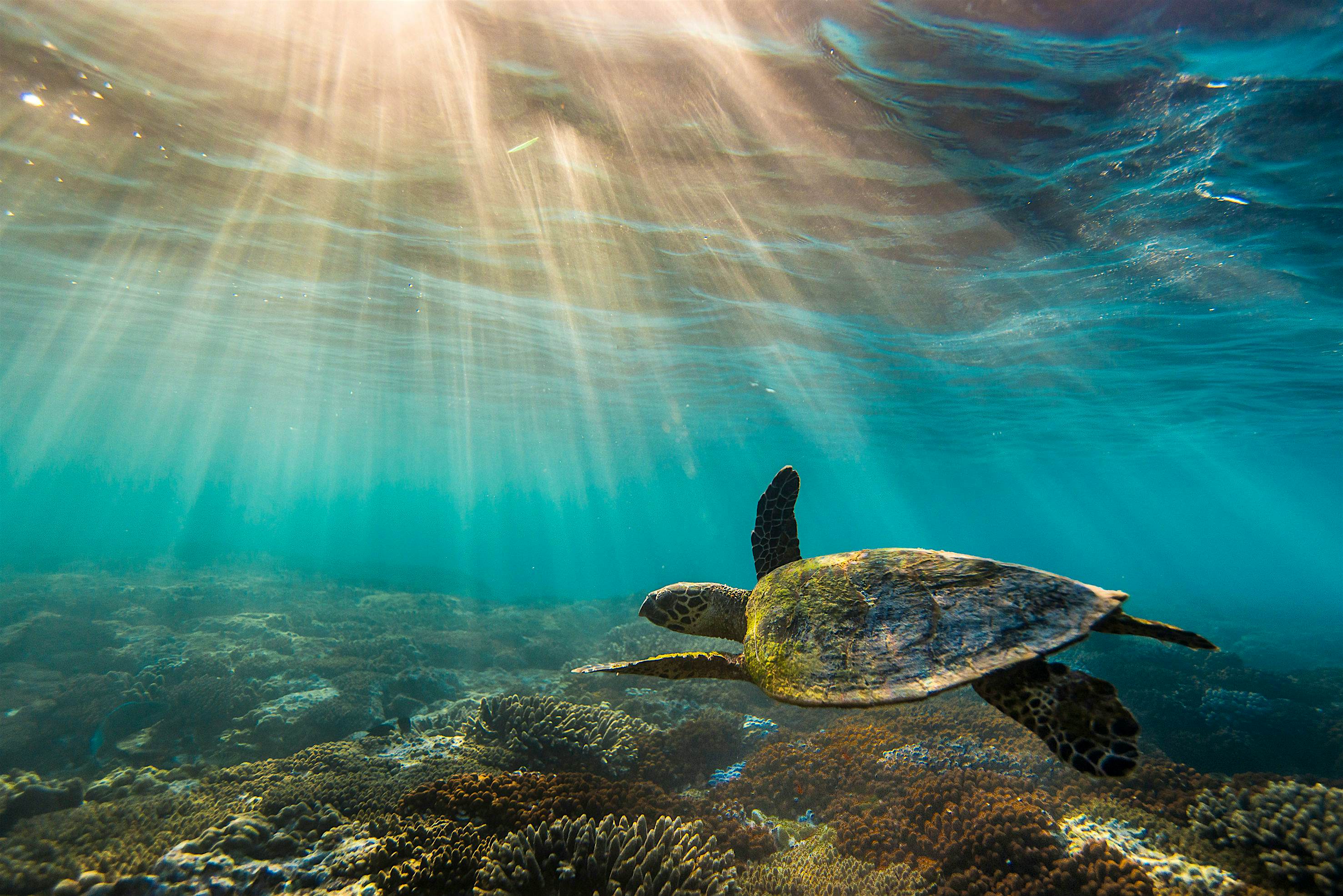 Travel News - Turtle swimming over the Great Barrier Reef UNESCO give the Great Barrier Reef a price tag