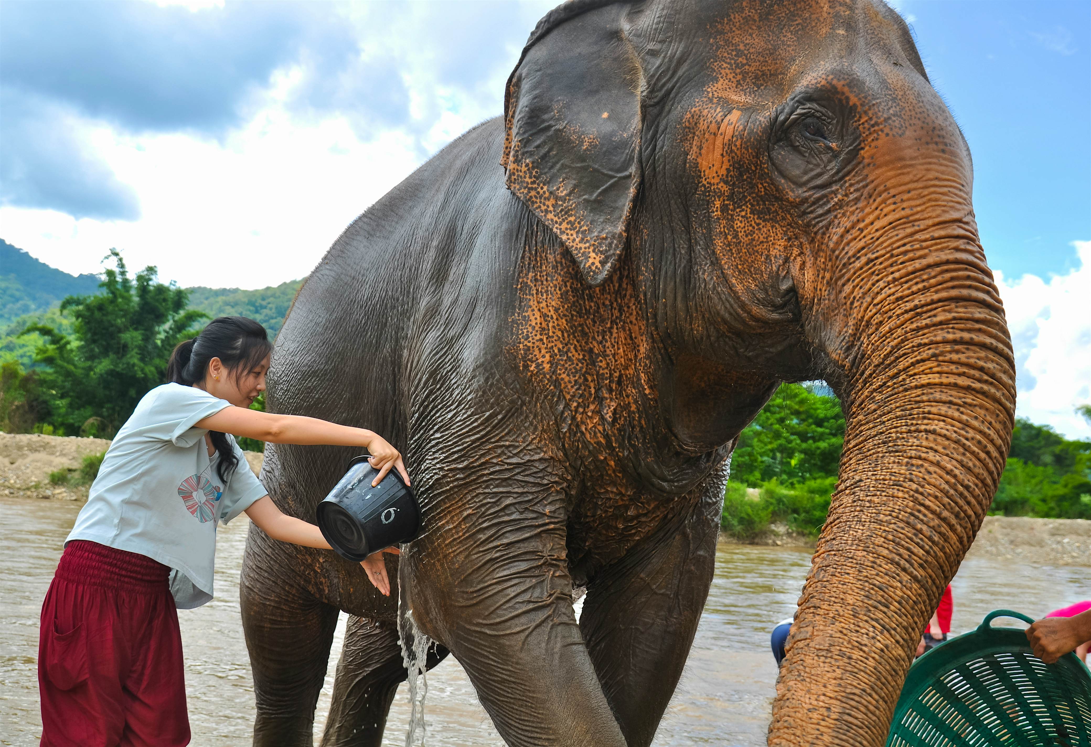 Travel News - happy female tourist bathing elephant by river Tourist bathing elephants by the river in Chiang Mai, Thailand.