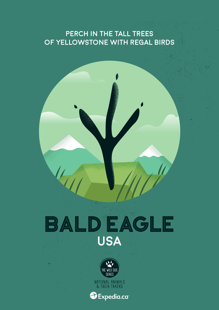 Bald Eagle, USA. Image: Expedia
