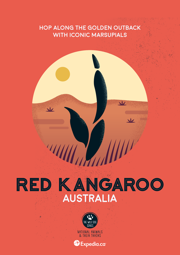 Red Kangaroo, Australia. Image: Expedia