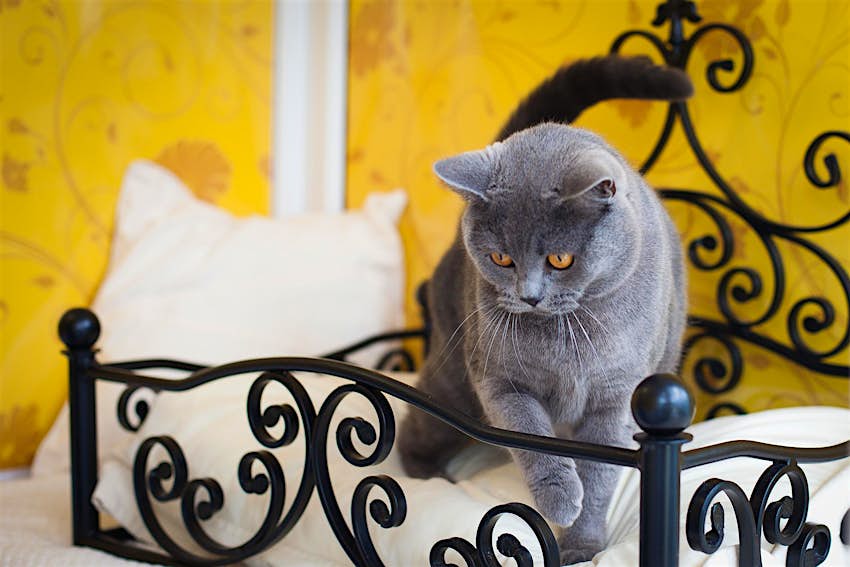 Travel News - luxury cat hotel Yes, wrought iron beds are a feature. Image by Longcroft Cat Hotel