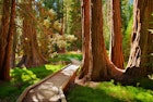 Sequoia trees and a winding path in California.