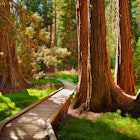 Sequoia trees and a winding path in California.