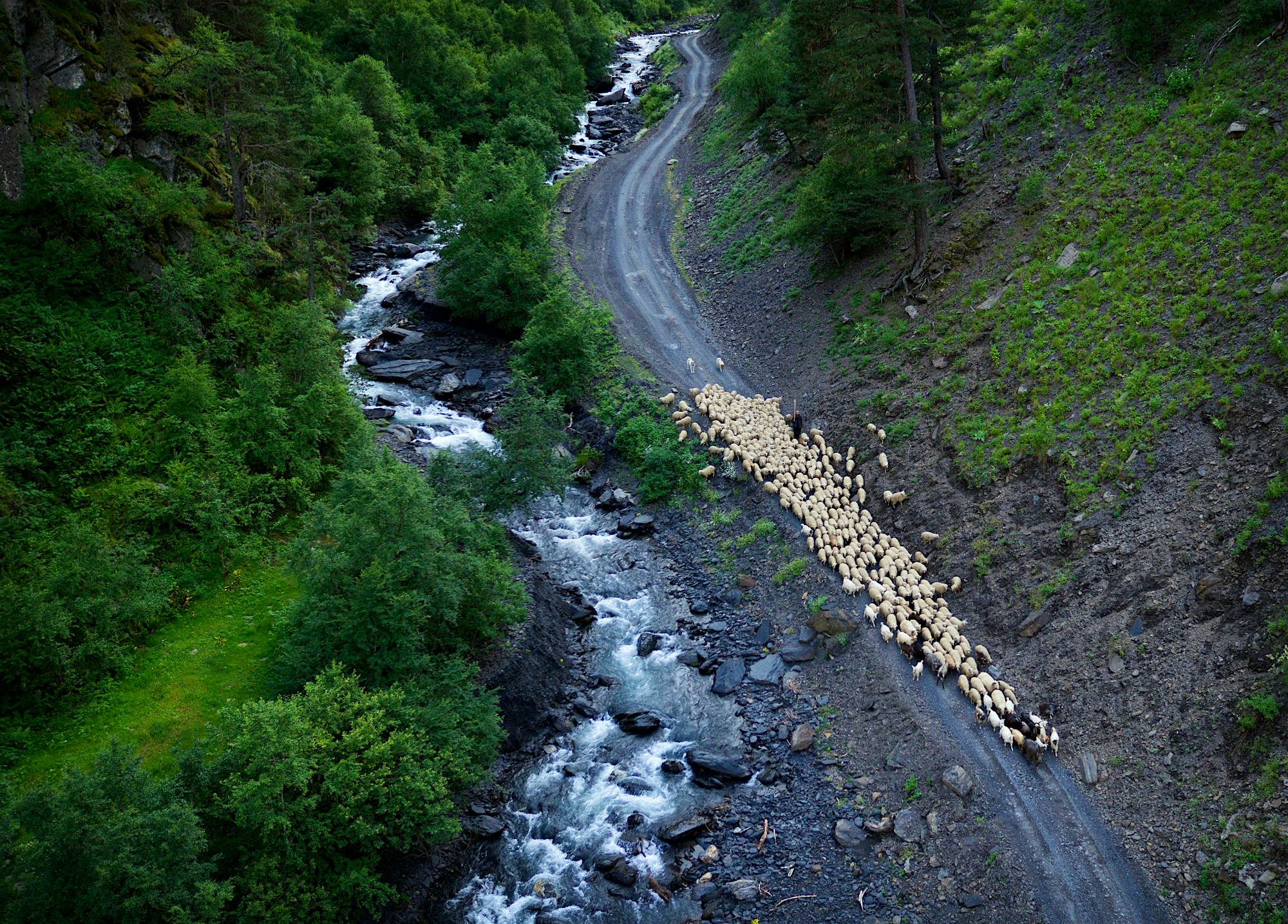 Travel News - A shepherd leads his flock alongside a river near the village of Khiso Amos chapple drone A shepherd leading a flock along the river near Khiso.