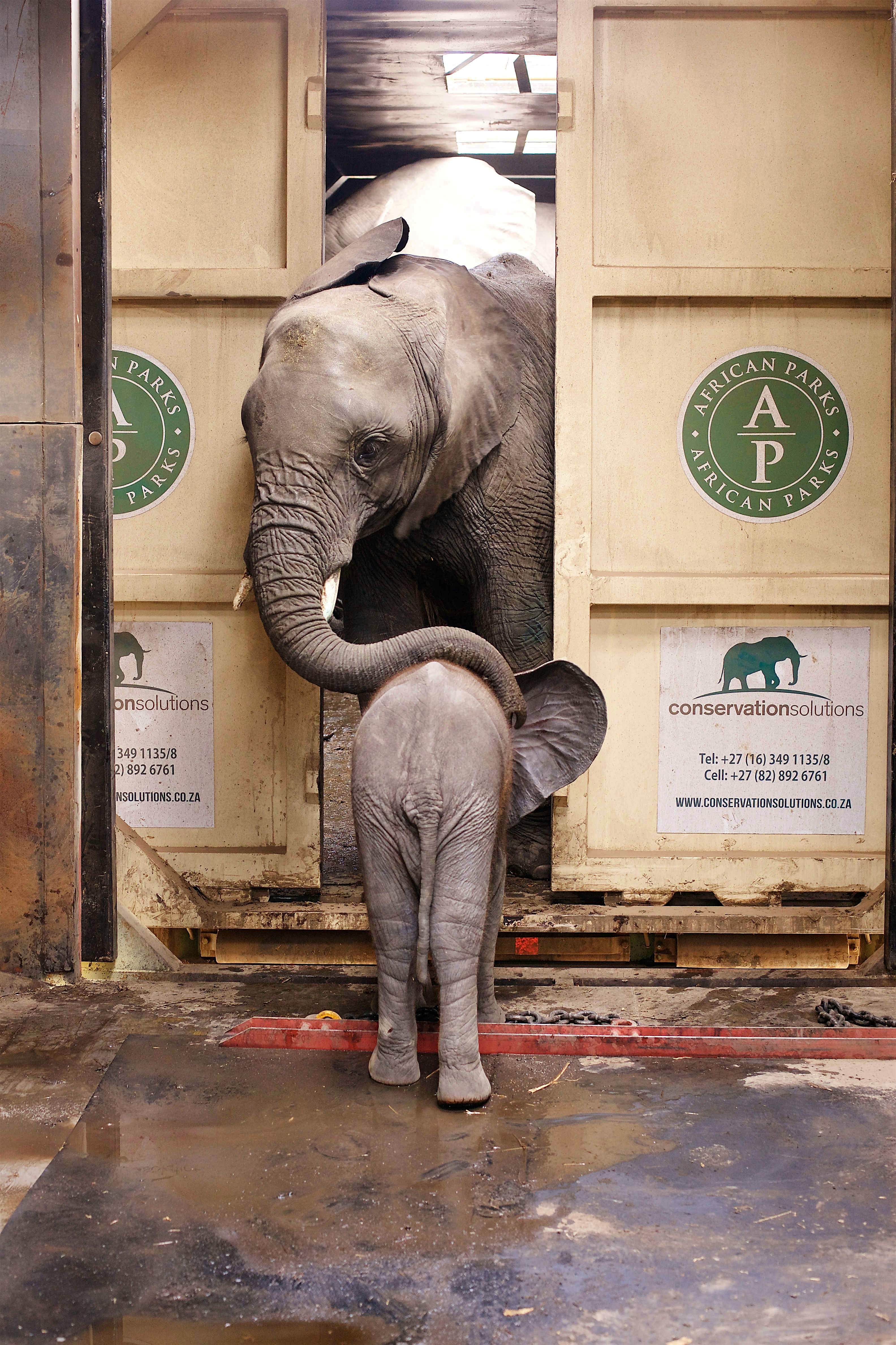 Travel News - _African Parks_Frank Weitzer (2) An elephant and a baby elephant were relocated by African Parks.
