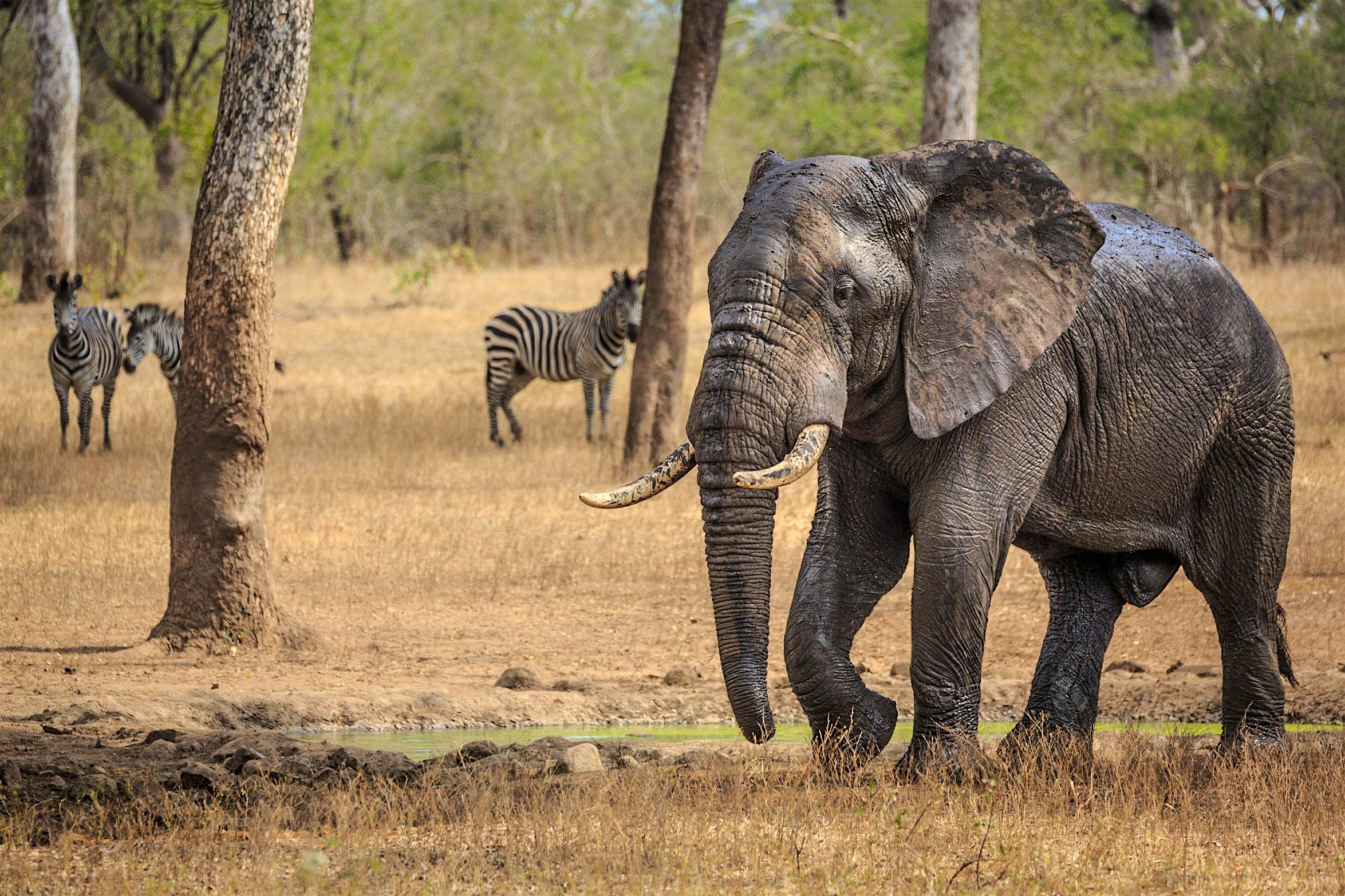 Travel News - _AfricanParks_Frank Weitzer An elephant walks through a park.