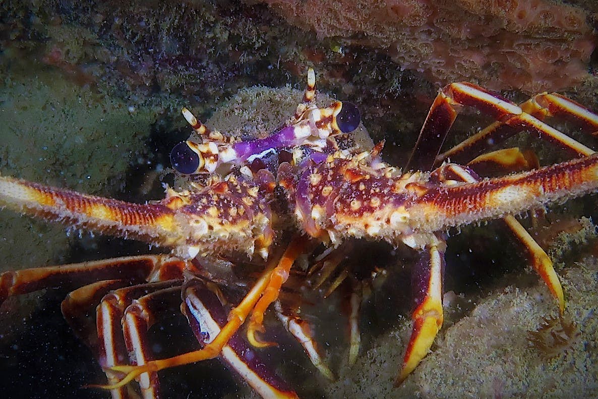 Travel News - Crawfish portrait by Gary Gubby Crawfish on 'The Manacles'