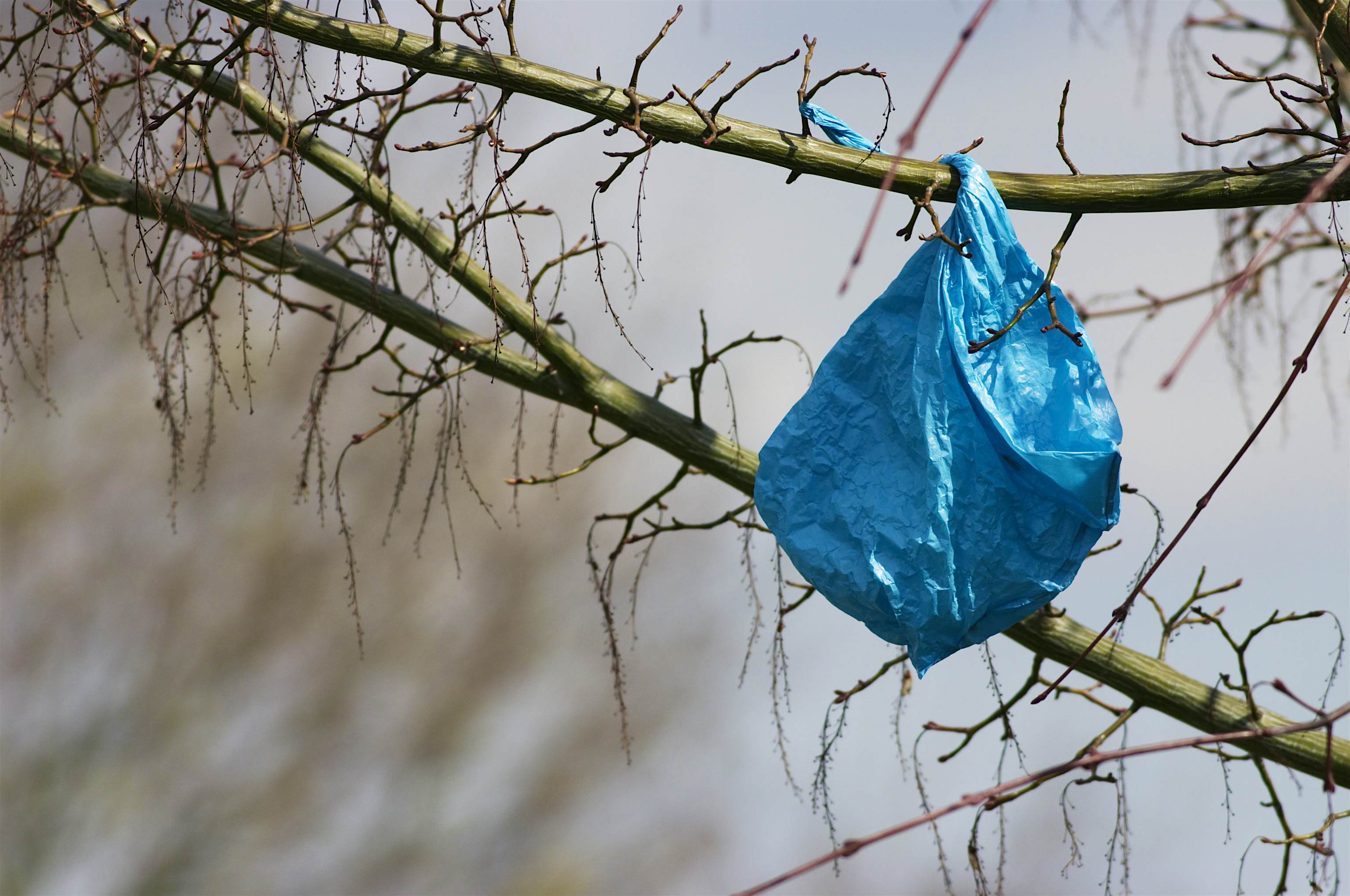 Travel News - Blue plastic bag makes spring blossom Travel News - Blue plastic bag makes spring blossom