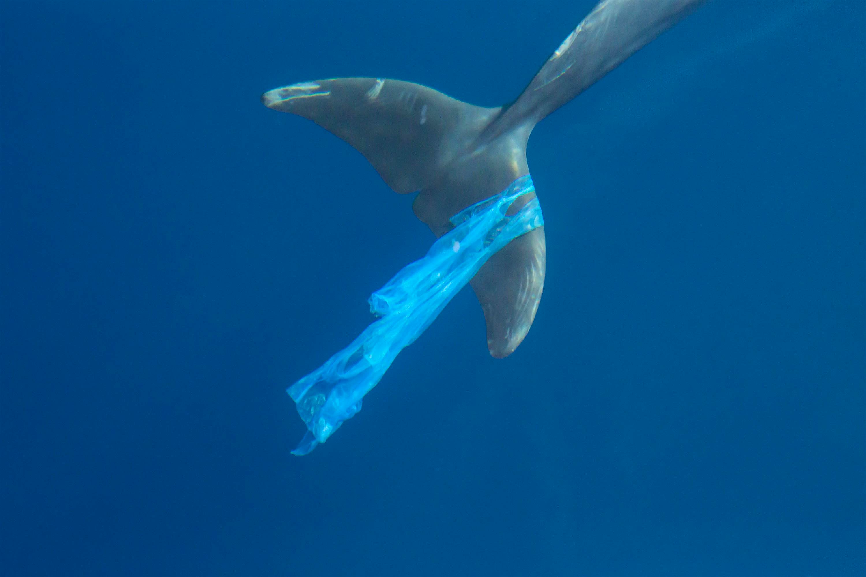 Travel News - DOLPHINS PLASTIC BAG Travel News - DOLPHINS PLASTIC BAG