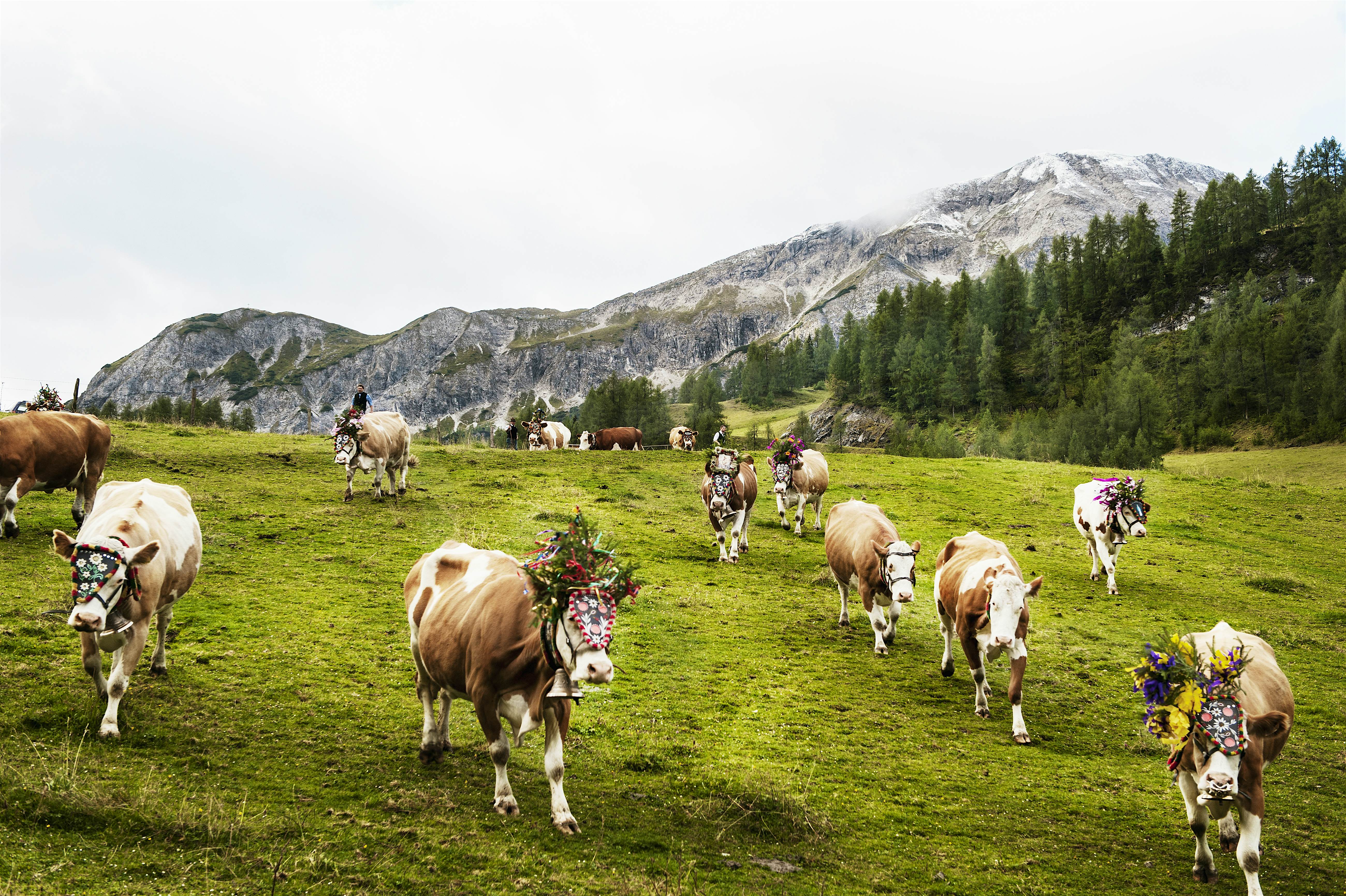 Travel News - Austria, Salzburg State, Altenmarkt-Zauchensee, bringing down the cattle from the mountain pasture Travel News - Austria, Salzburg State, Altenmarkt-Zauchensee, bringing down the cattle from the mountain pasture