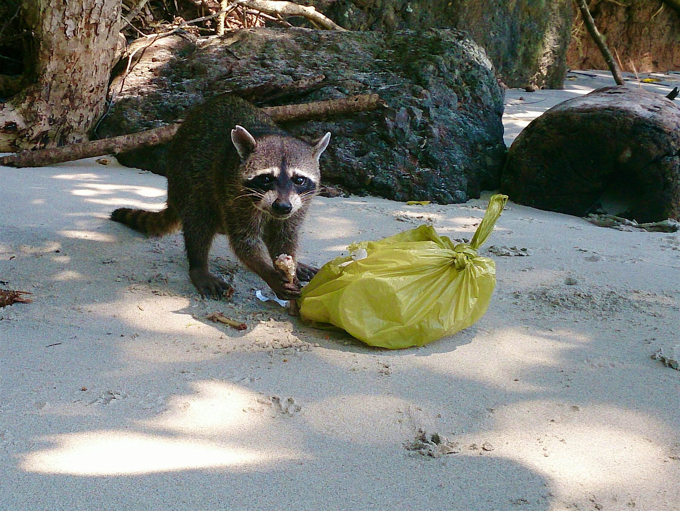 Travel News - Portrait Of Raccoon By Plastic Bag At Beach Travel News - Portrait Of Raccoon By Plastic Bag At Beach