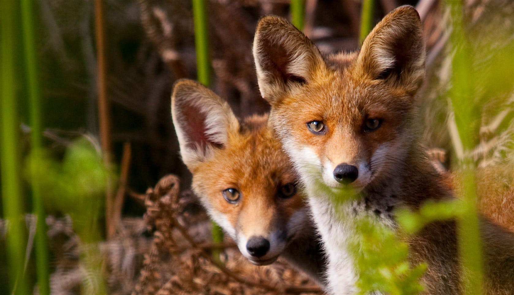 Travel News - Portrait Of Fox Pups Amidst Plants London Fox Fortnight exposes a wealth of wildlife in urban environments . Image; Matt Stainthorpe / EyeEm