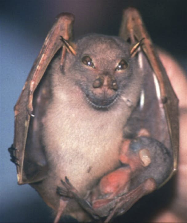 Travel News - Happy tube-nosed fruit bat Travel News - Happy tube-nosed fruit bat