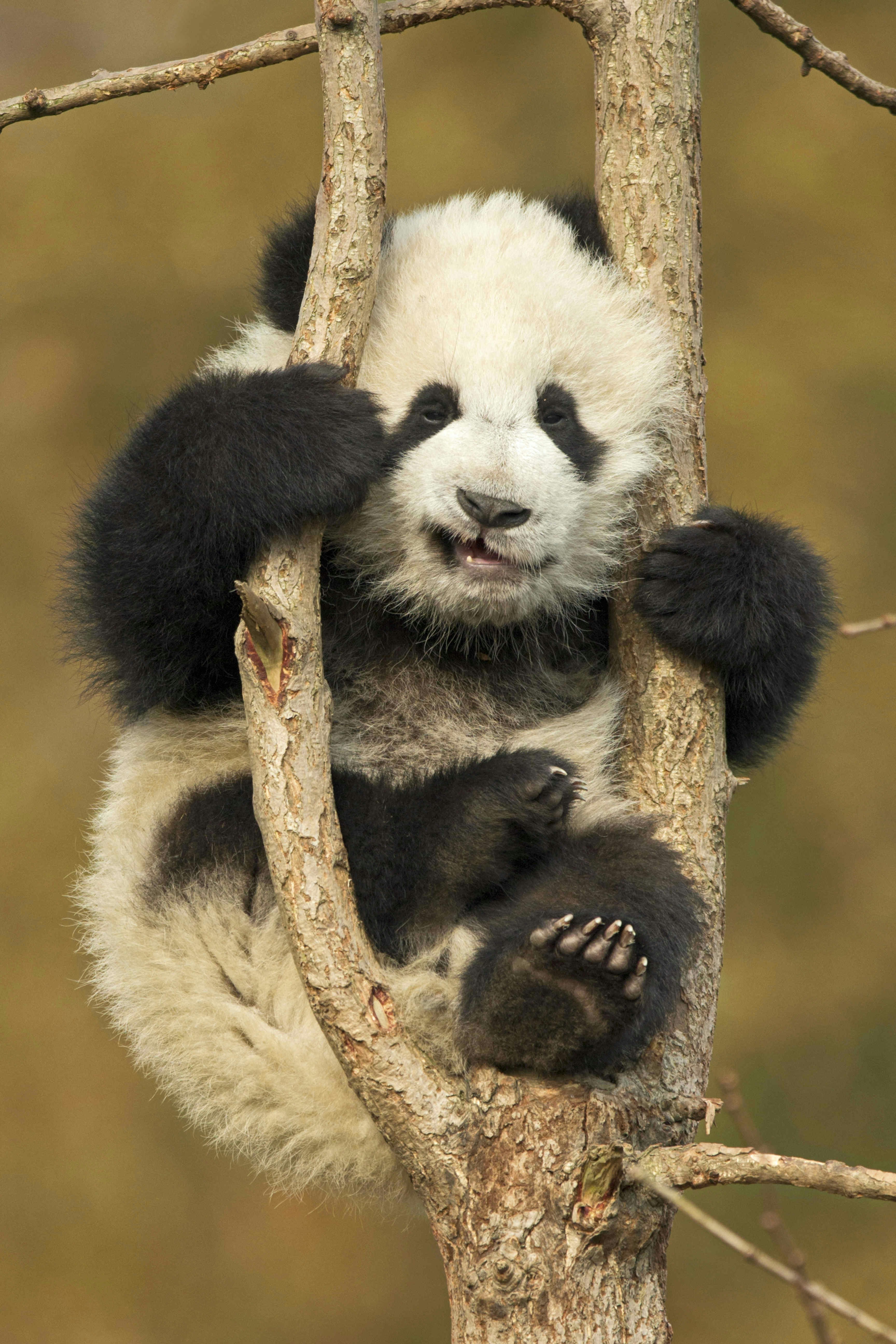 Panda stuck in tree