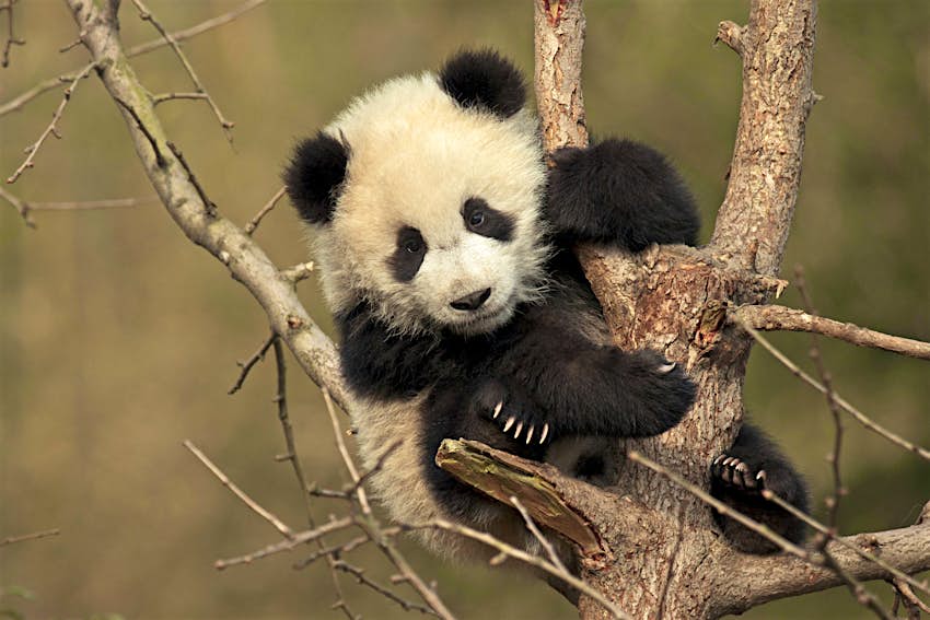 An Adorable Baby Panda Got Stuck In A Tree In China And Decided To Take A Nap Lonely Planet