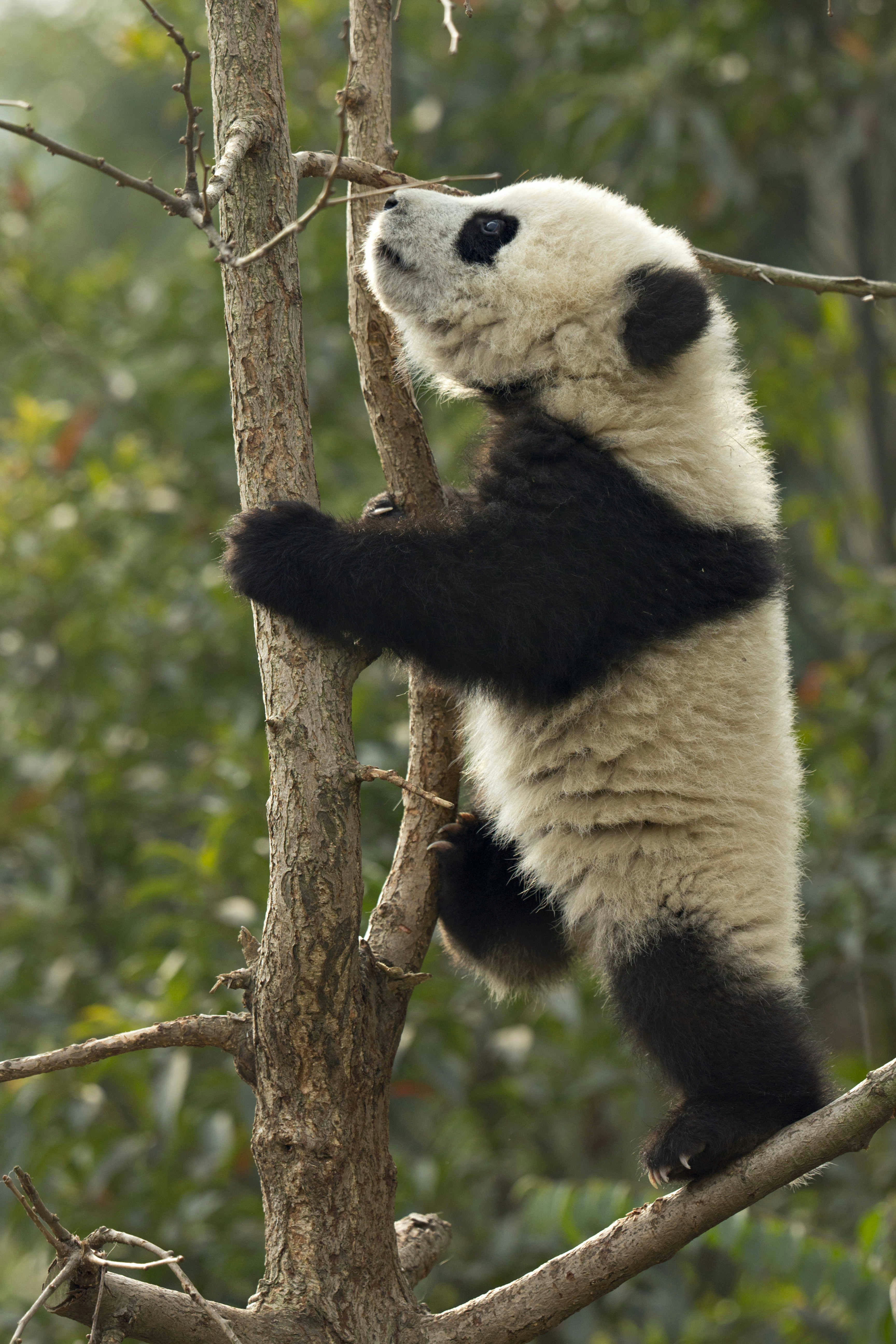 Travel News - MDRUM_Baby_Panda_Tree-3