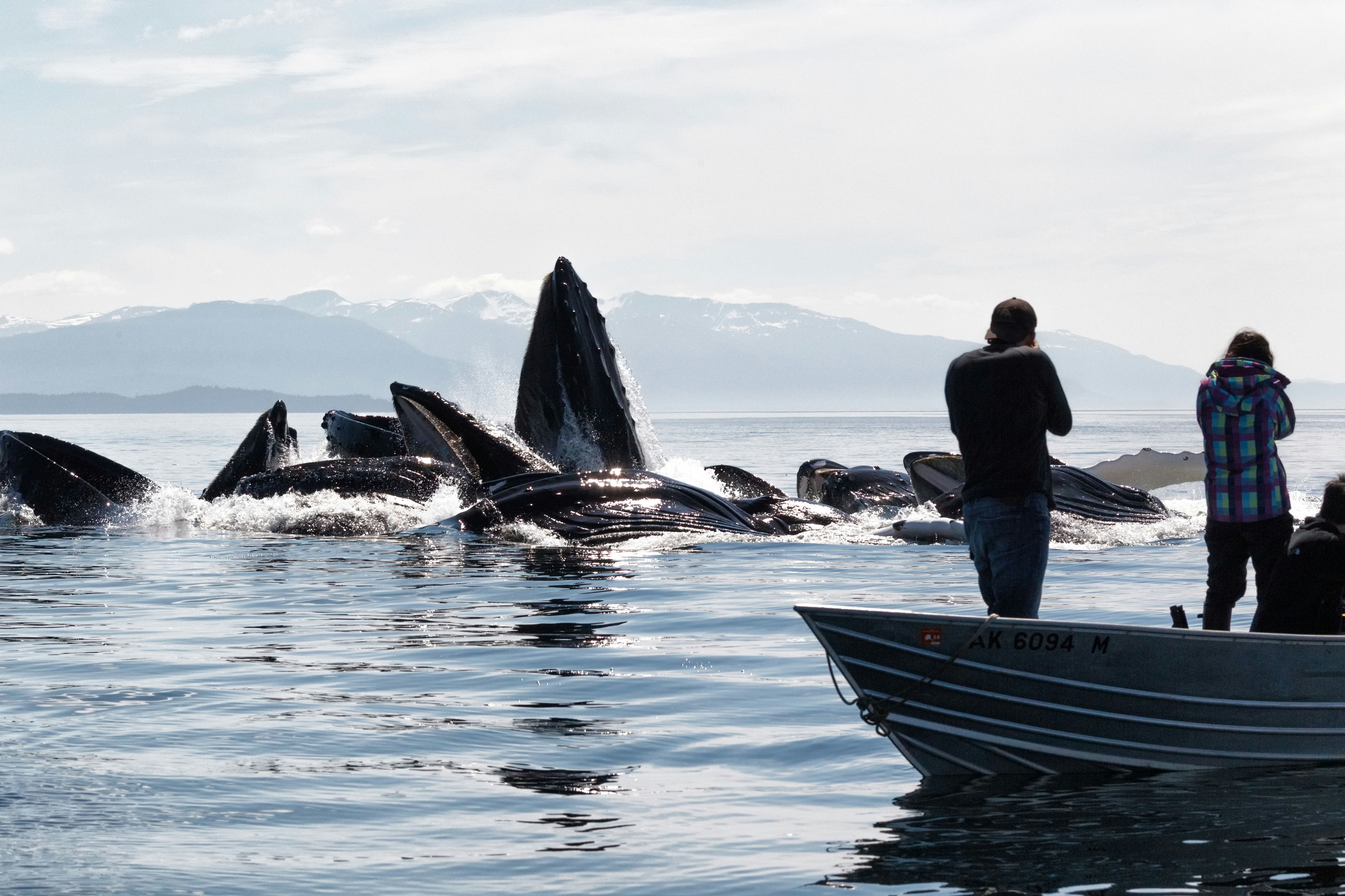 Travel News - Humpback Whales Up Close