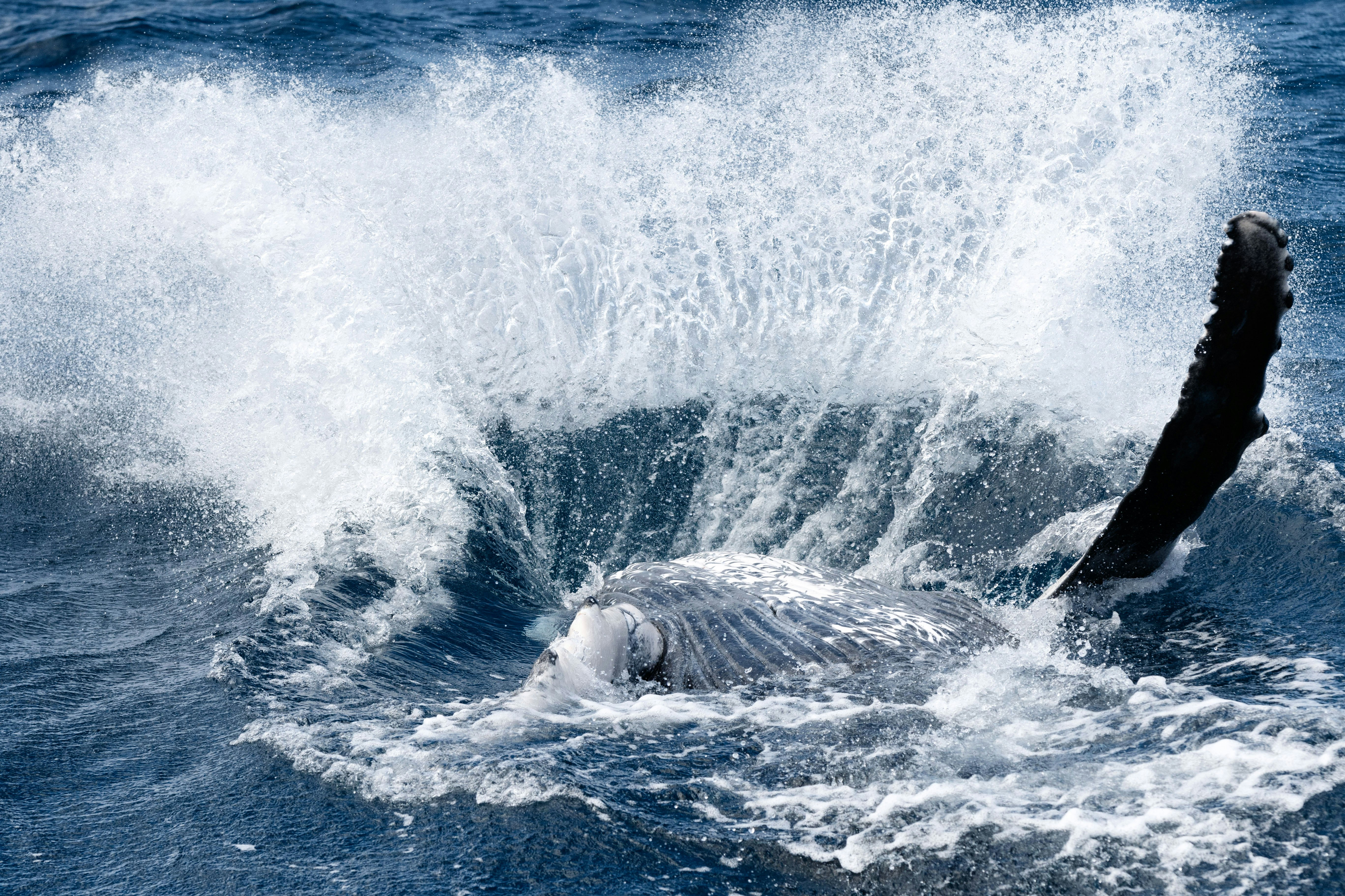 Travel News - Humpback Whales Up Close