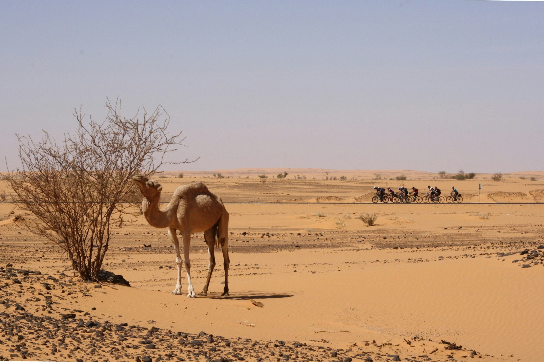 Travel News - Tour d'Afrique passes camel in Sudan
