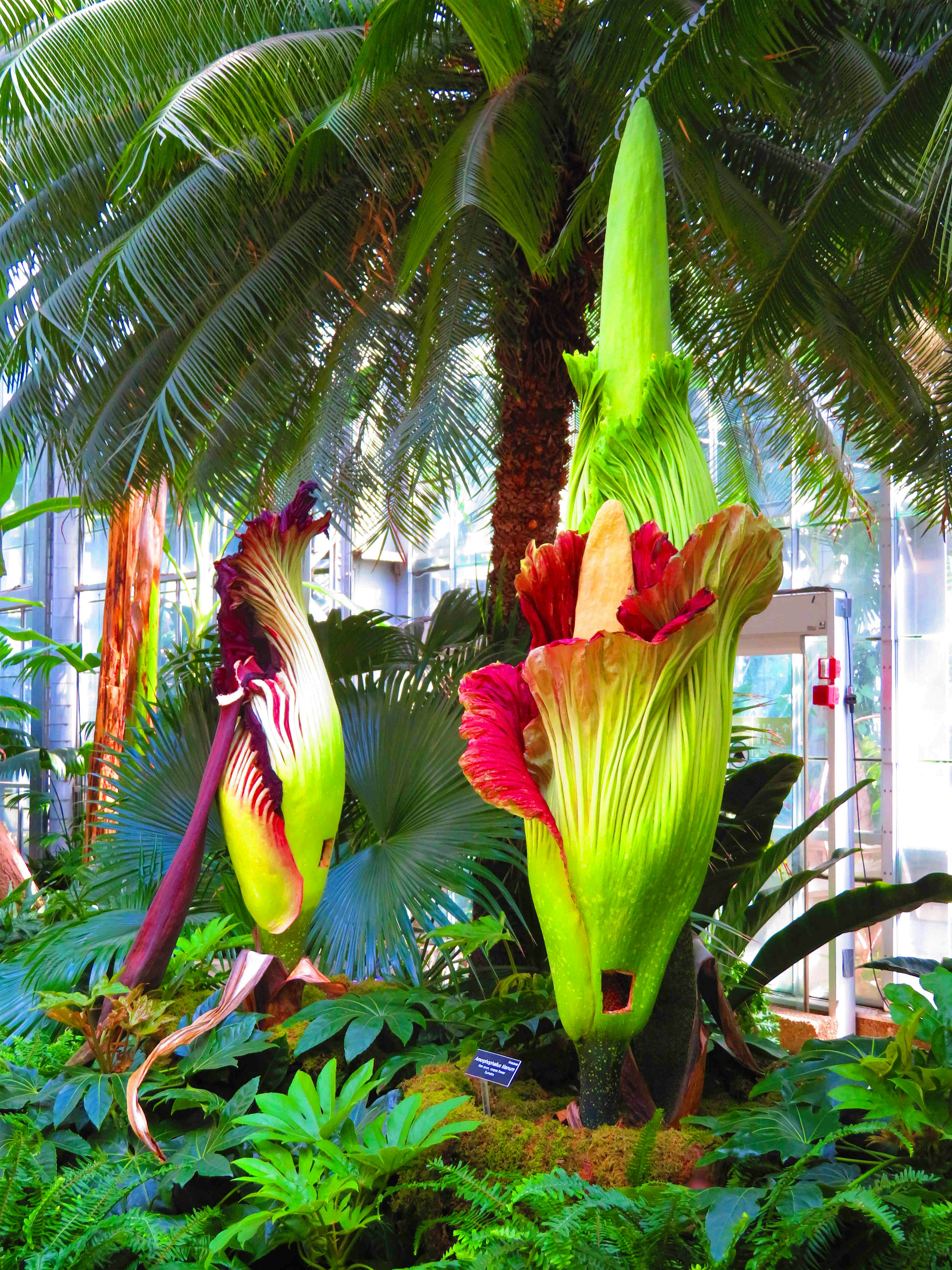 Travel News - corpse flower DC Travel News - corpse flower DC