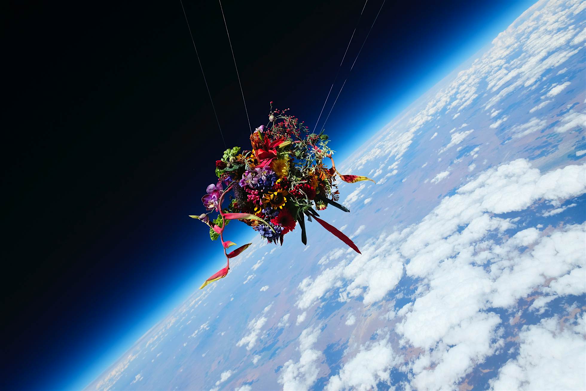 Travel News - flowers stratosphere nevada Colourful flowers float through space above Nevada