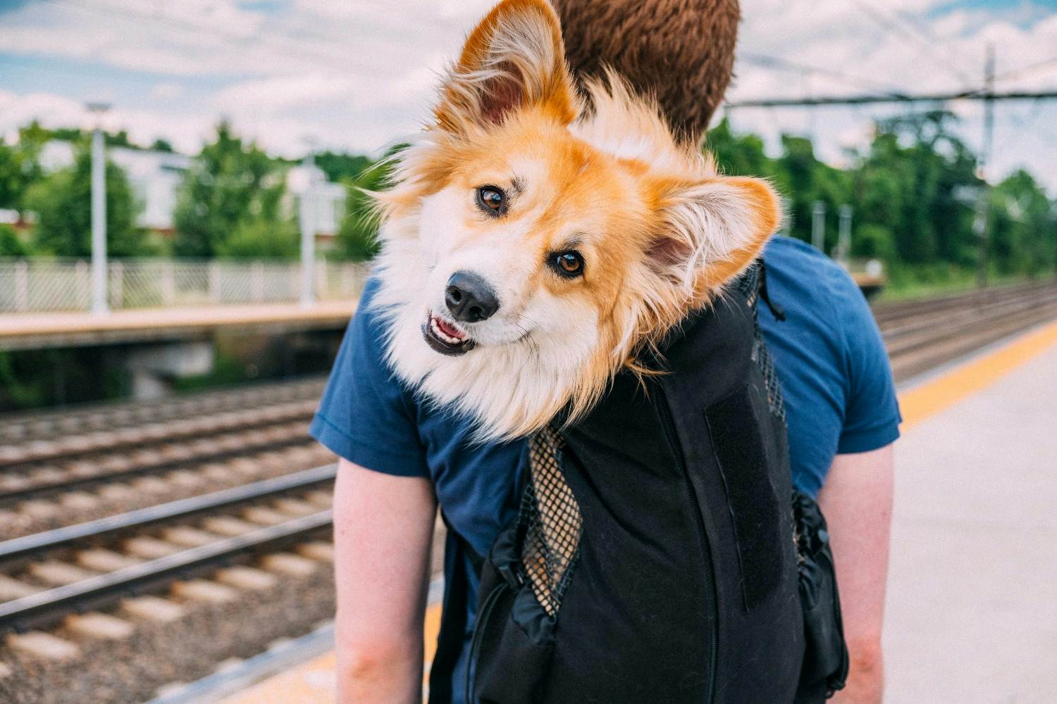 dog in backpack