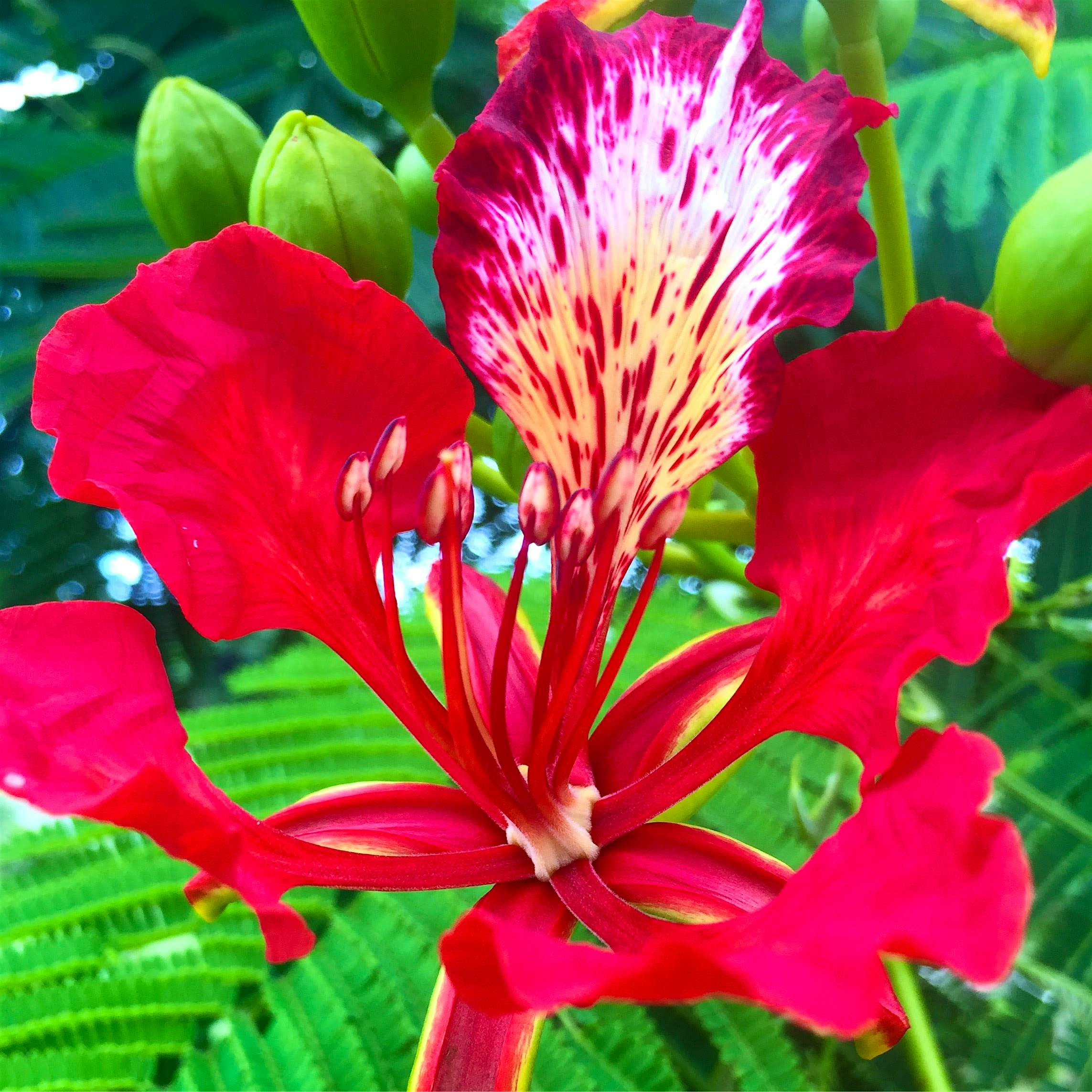 Travel News - Amaral showcases the flora and fauna of Bermuda on hi Instagram page Horticulturist showcases lesser-known side of Bermuda