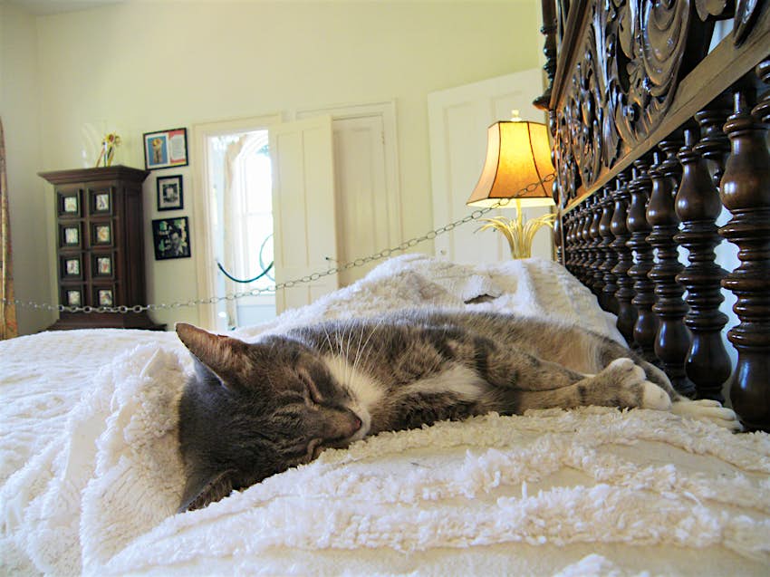 44+ Ernest Hemingway House Key West Cats Gif