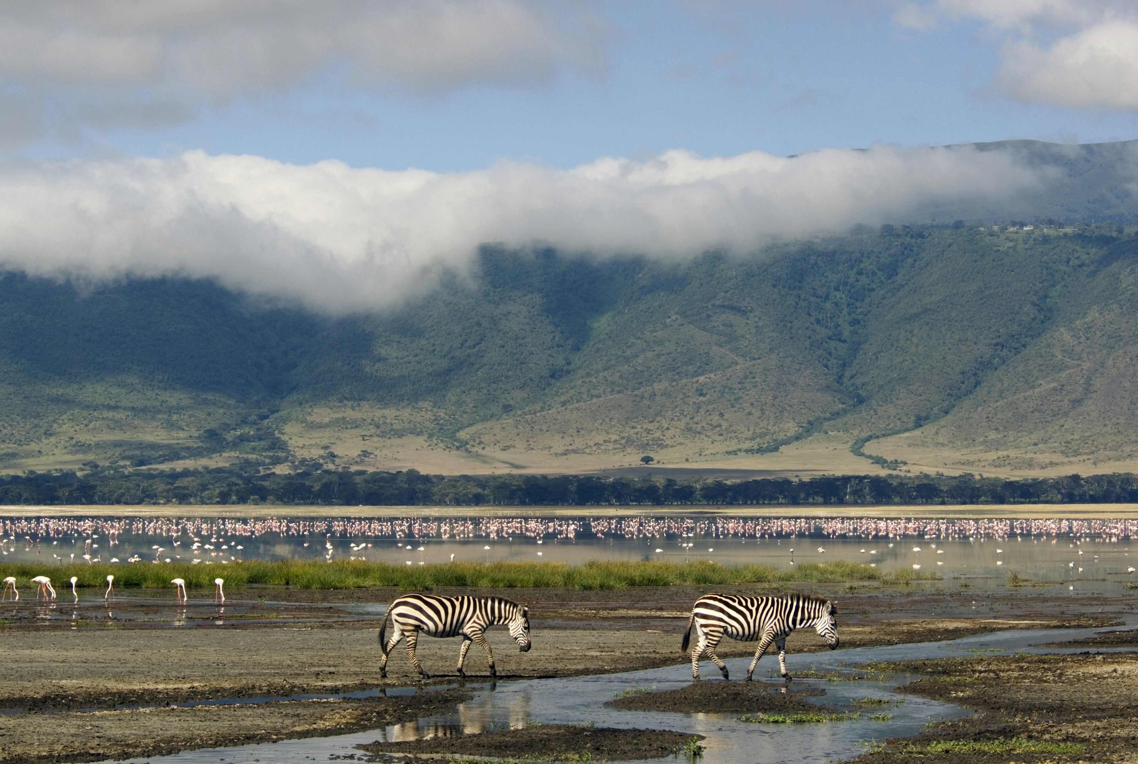 Travel News - Common zebra (Equus burchellii) with mountains in background.