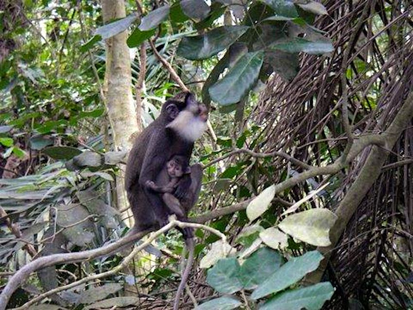 A Rejuvenated African Forest Has Become An Important Refuge For Very Rare Monkeys Lonely Planet A Rejuvenated African Forest Has Become An Important Refuge For Very Rare Monkeys Lonely Planet