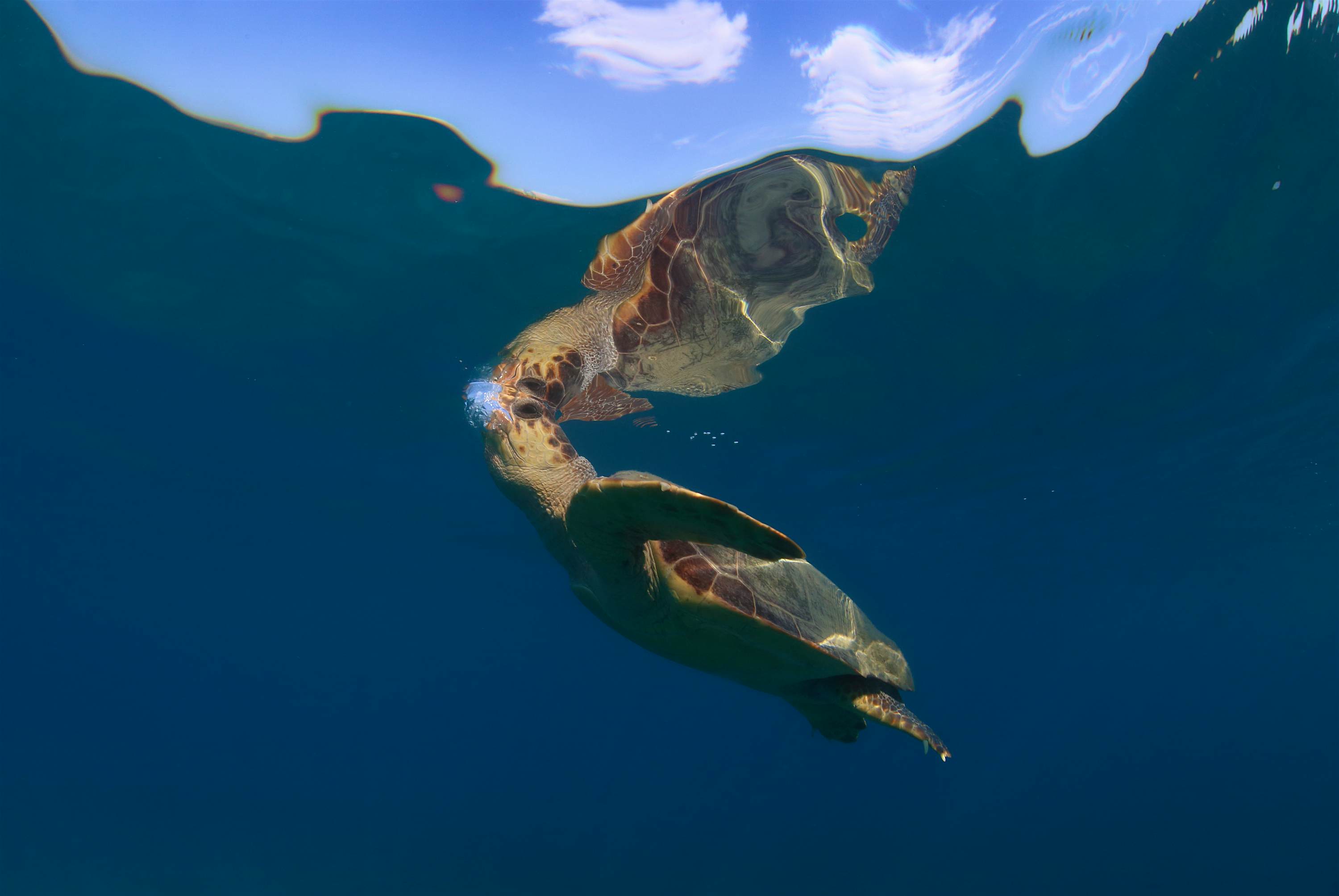 Travel News - Sea turtles are making a comeback worldwide Sea turtles benefiting from conservation measures