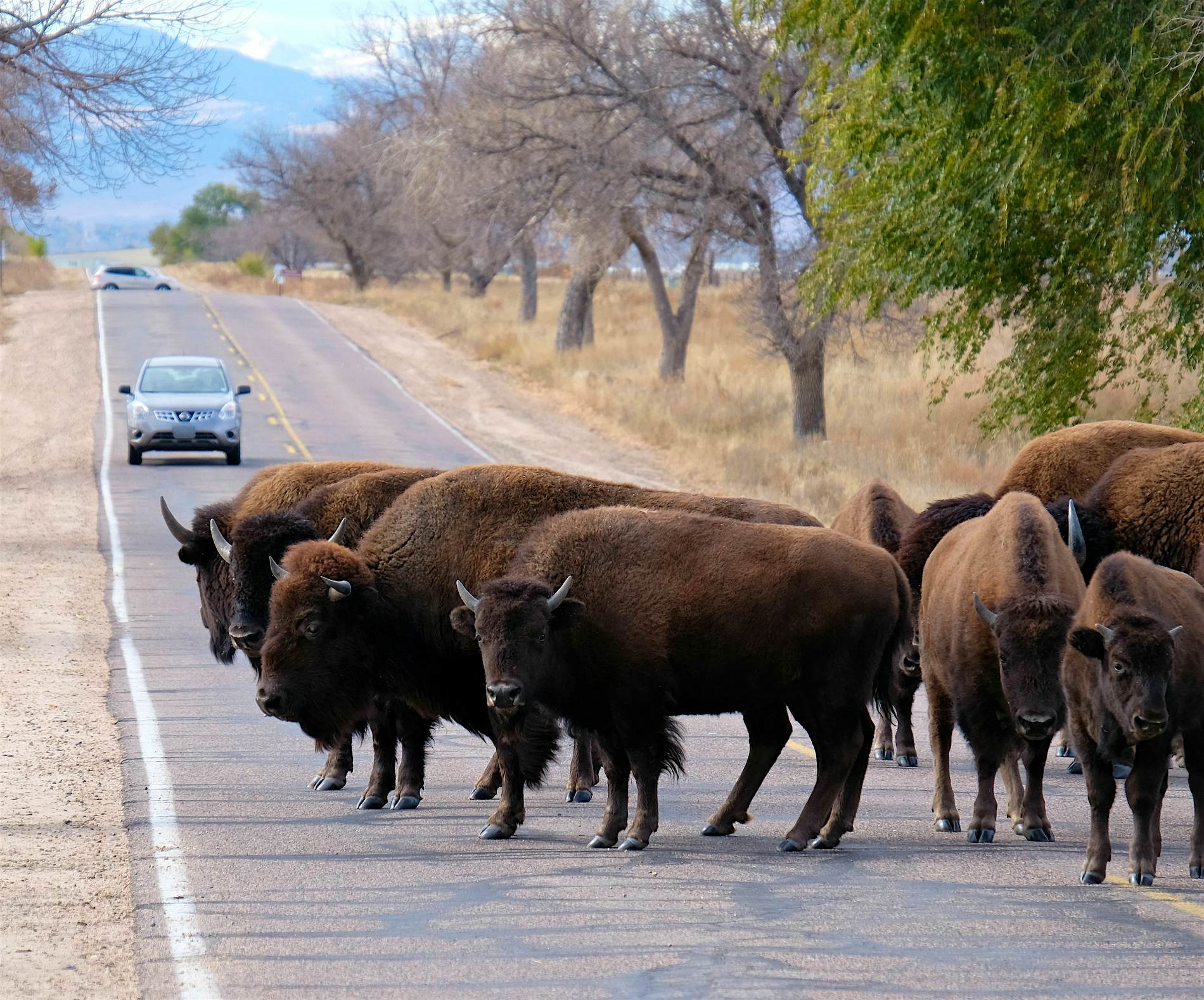 Travel News - buffalo American Bison stand on a road, with passenger cars carrying visitors, in the Rocky Mountain Arsenal National Wildlife Refuge, near Denver, Colorado. Bison are also known as buffalo and the Latin term is Bison bison.