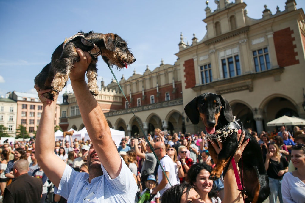 Travel News - The Dachshund Parade in Krakow
