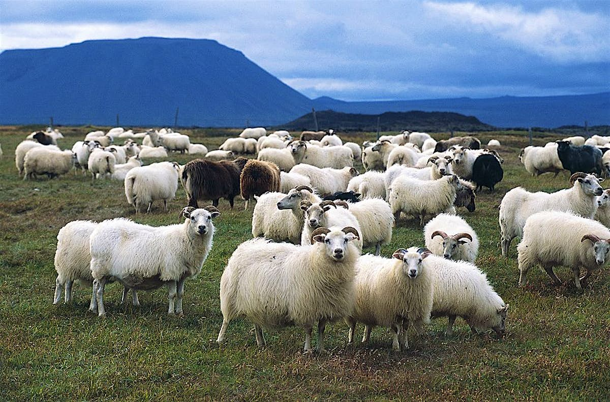 You Can Now Take A Horseback Tour Of The Annual Icelandic Highland